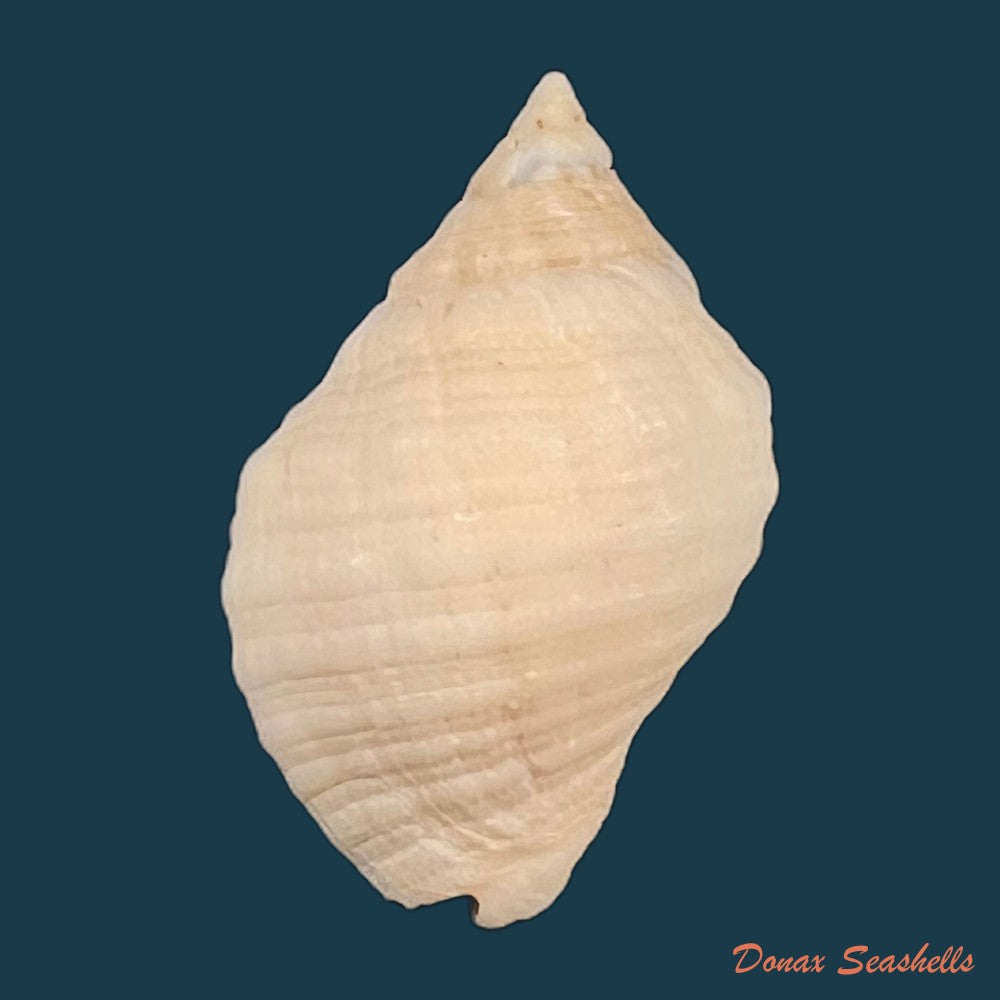 copia-de-dicathais-orbita-gmelin-1791-49-4mm