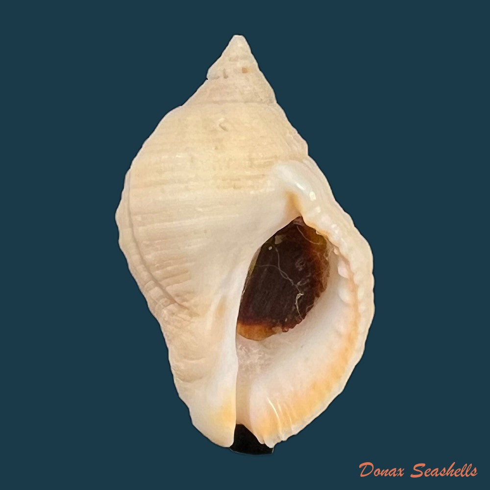 copia-de-dicathais-orbita-gmelin-1791-49-4mm
