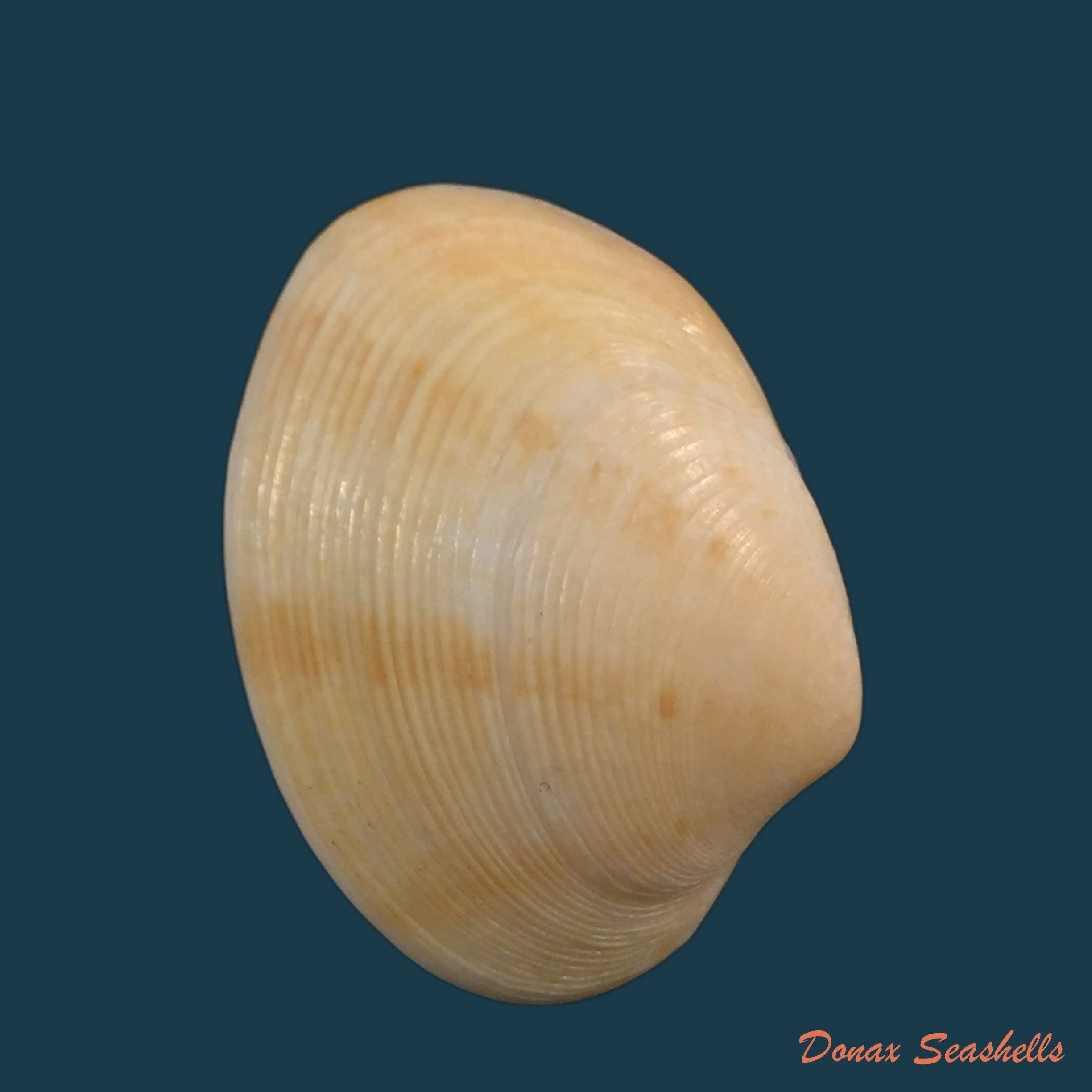 copia-de-diminovula-punctata-duclos-1831
