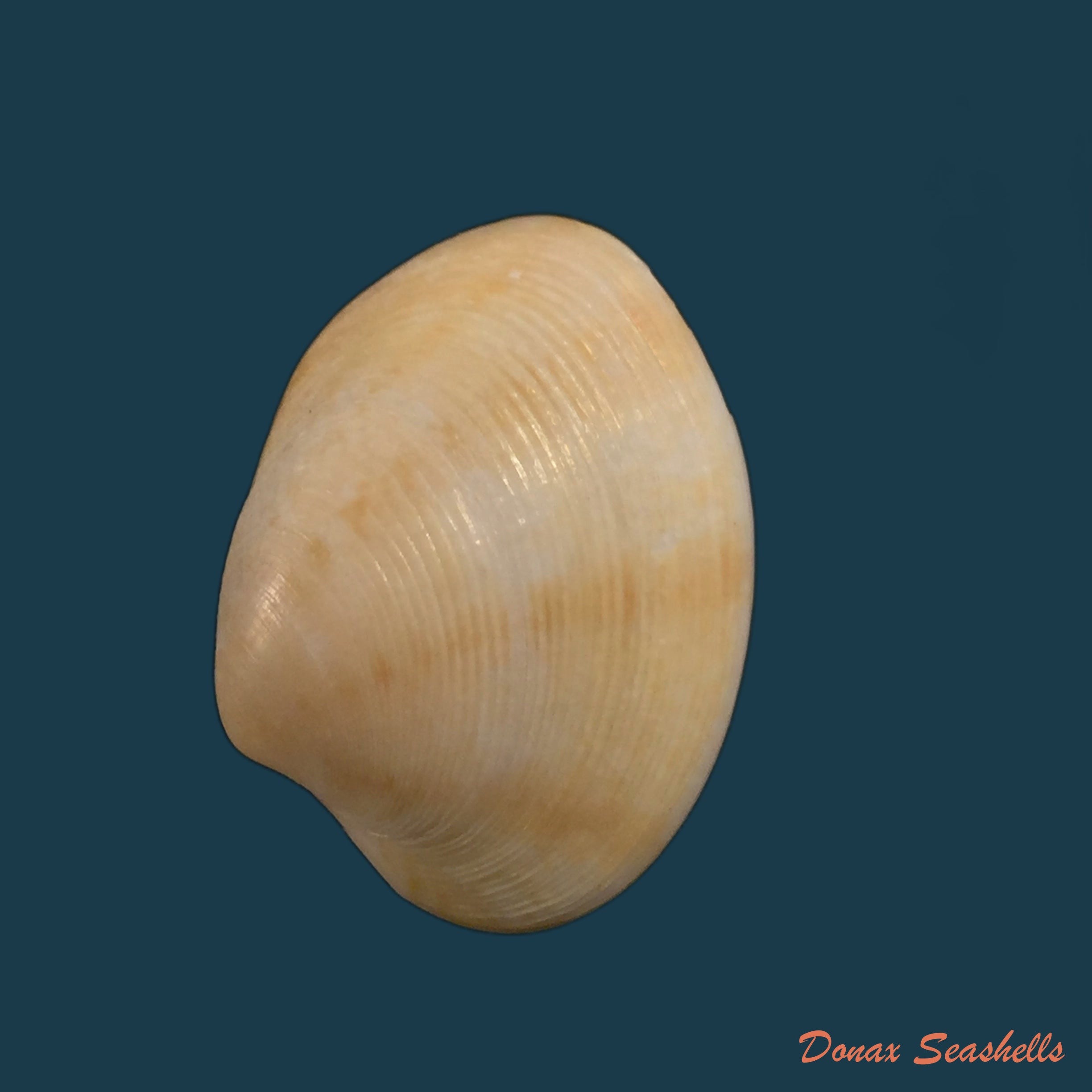 copia-de-diminovula-punctata-duclos-1831