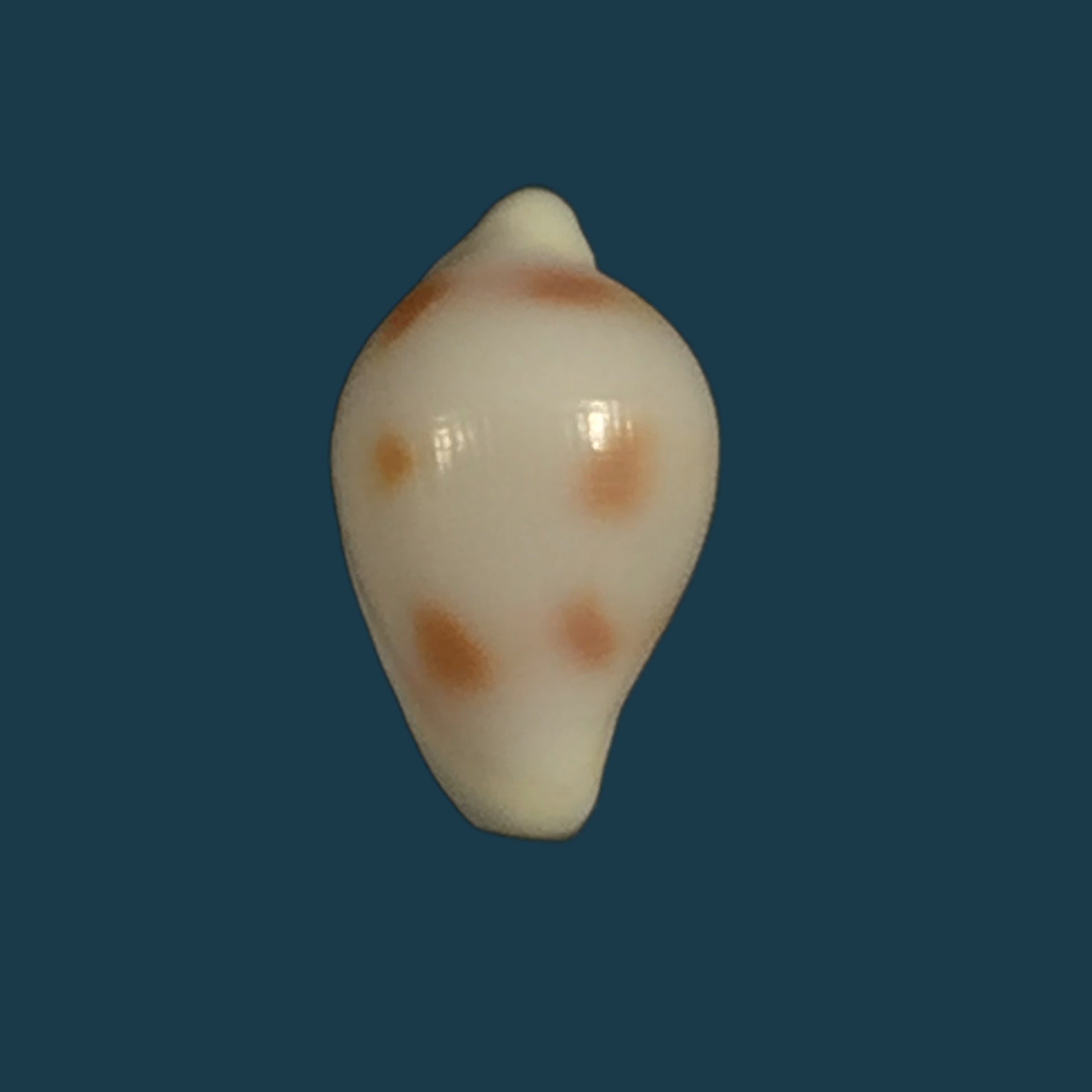 梳状海葵（Linnaeus, 1758）- 31毫米