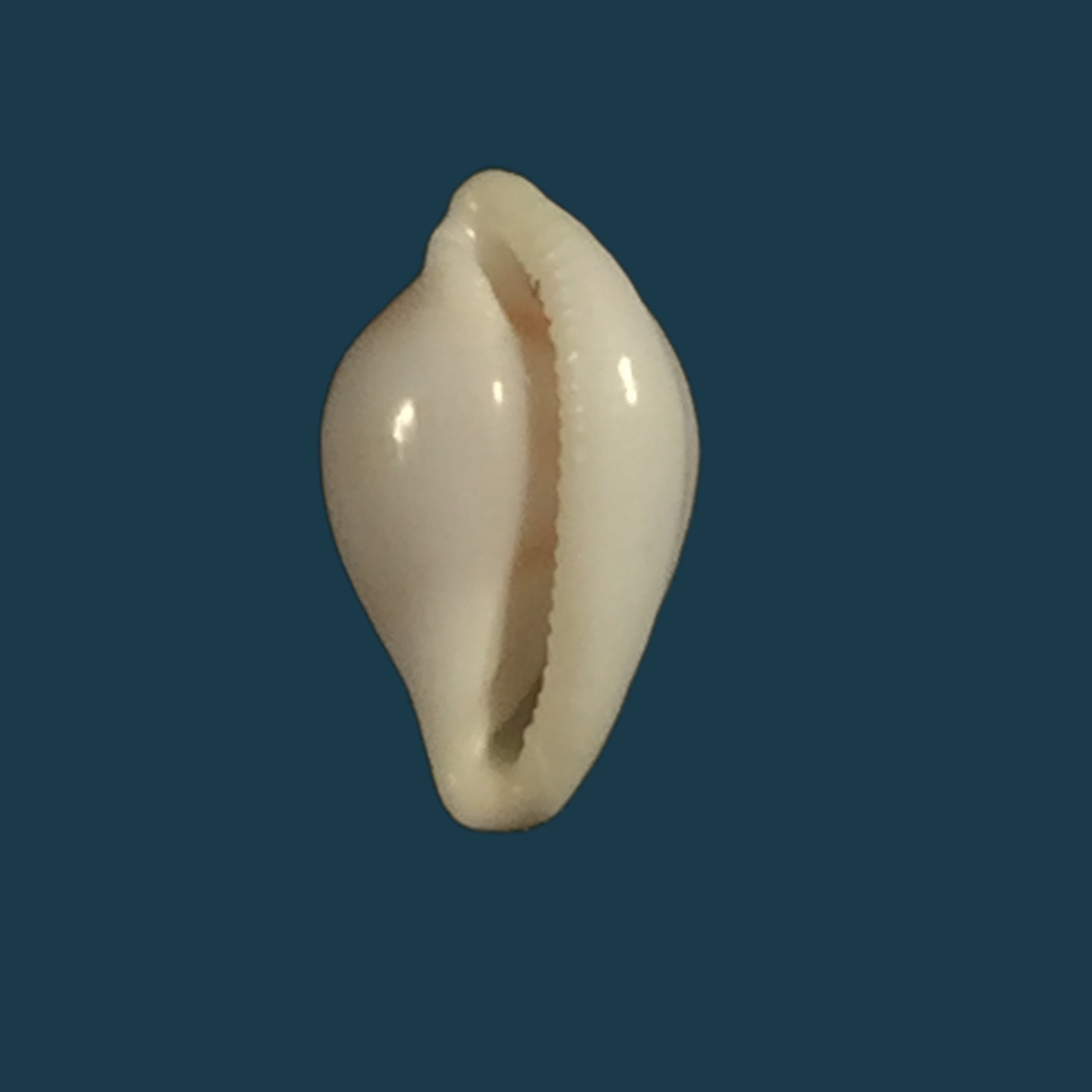 梳状海葵（Linnaeus, 1758）- 31毫米