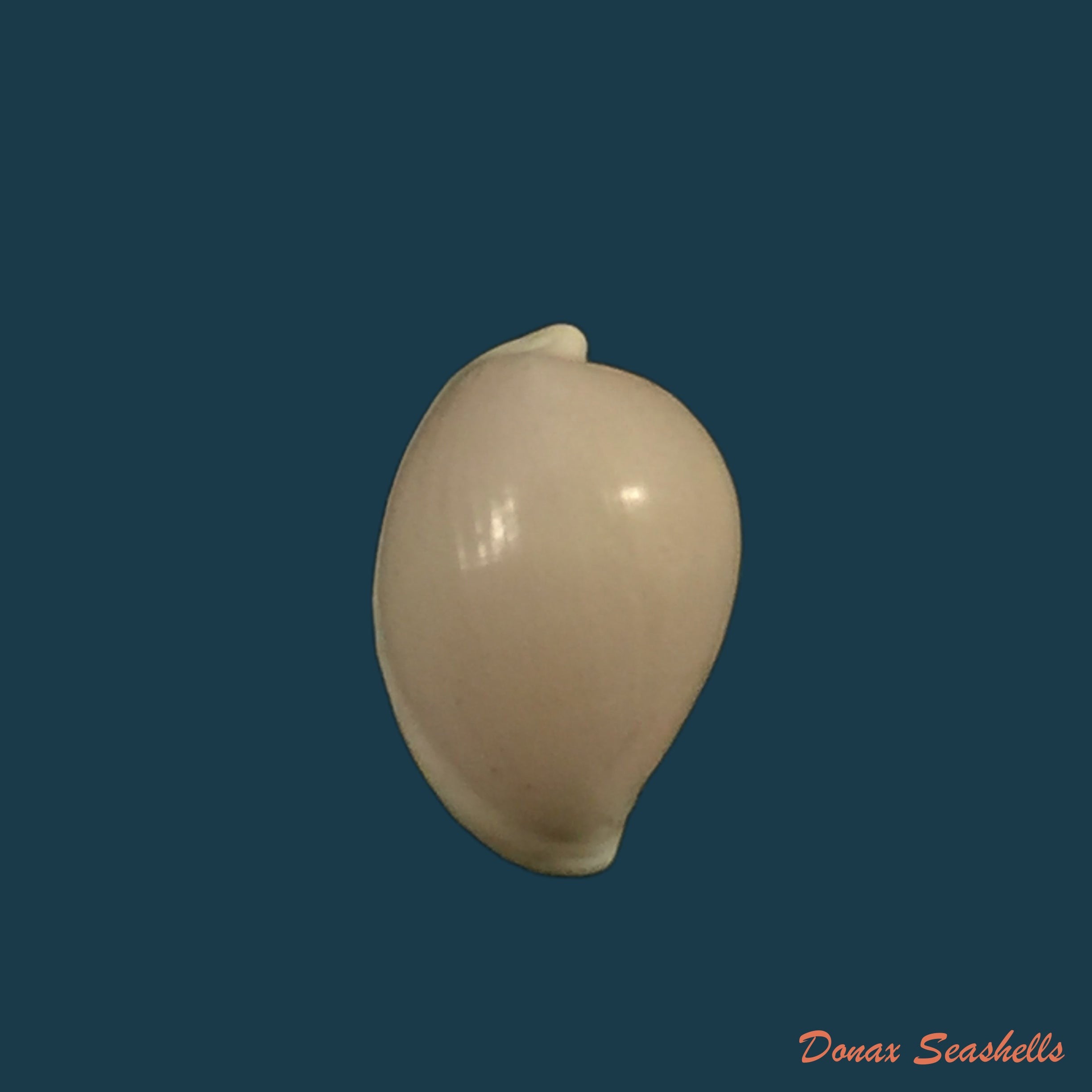 copia-de-diminovula-punctata-duclos-1833