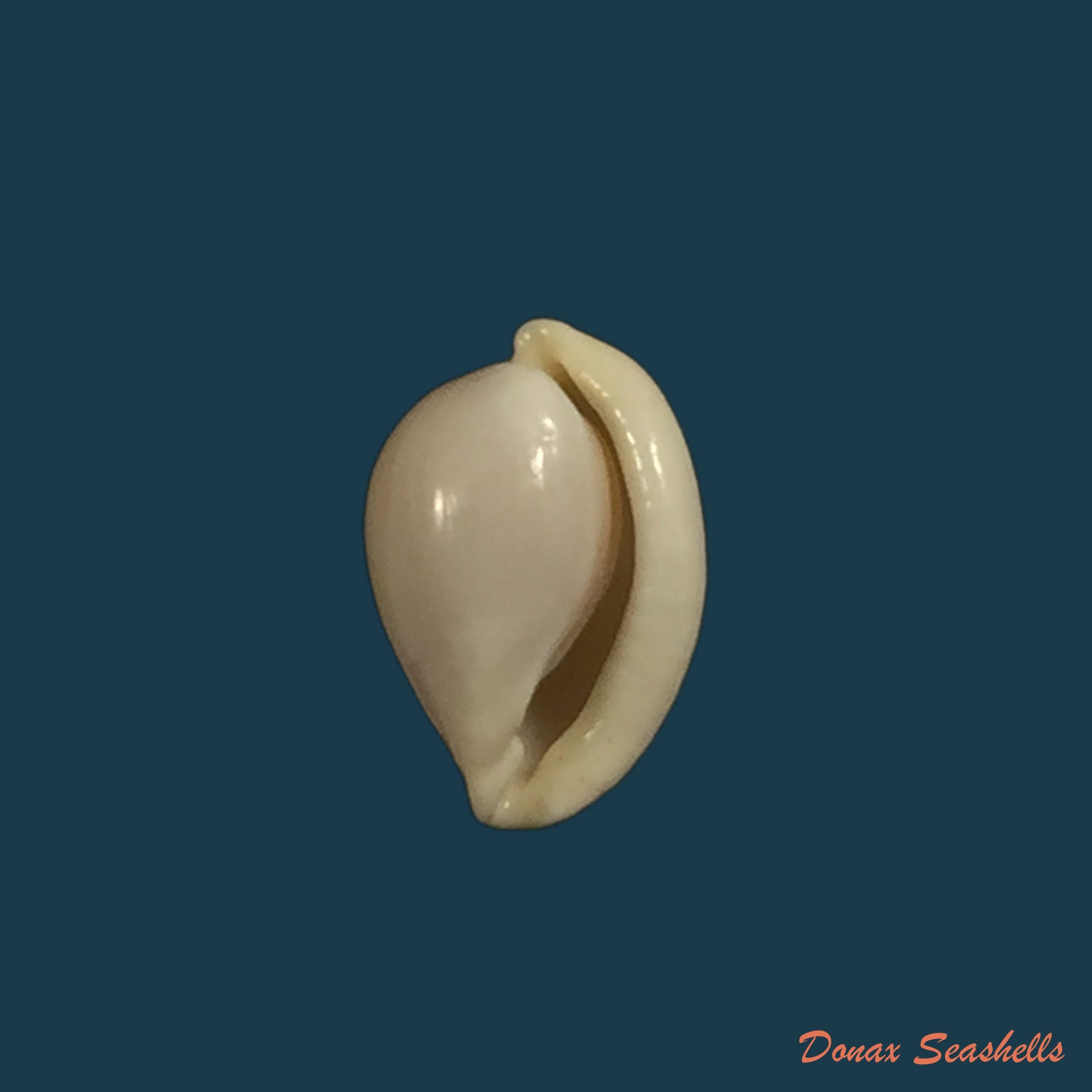 copia-de-diminovula-punctata-duclos-1833