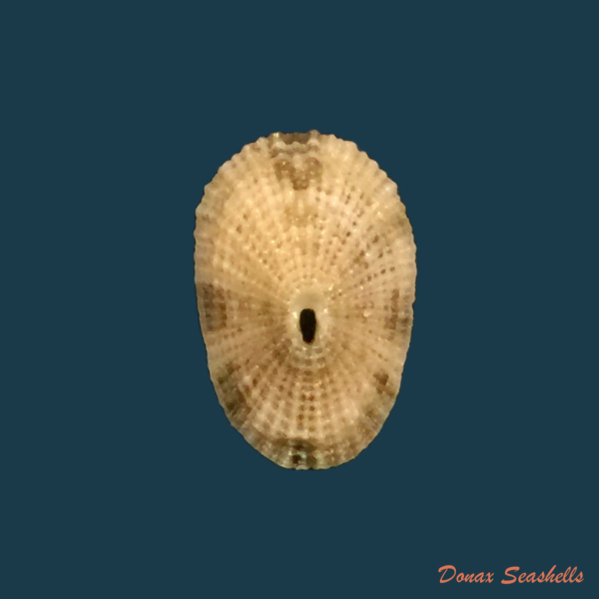 copia-de-diodora-listeri-d-orbigny-1847
