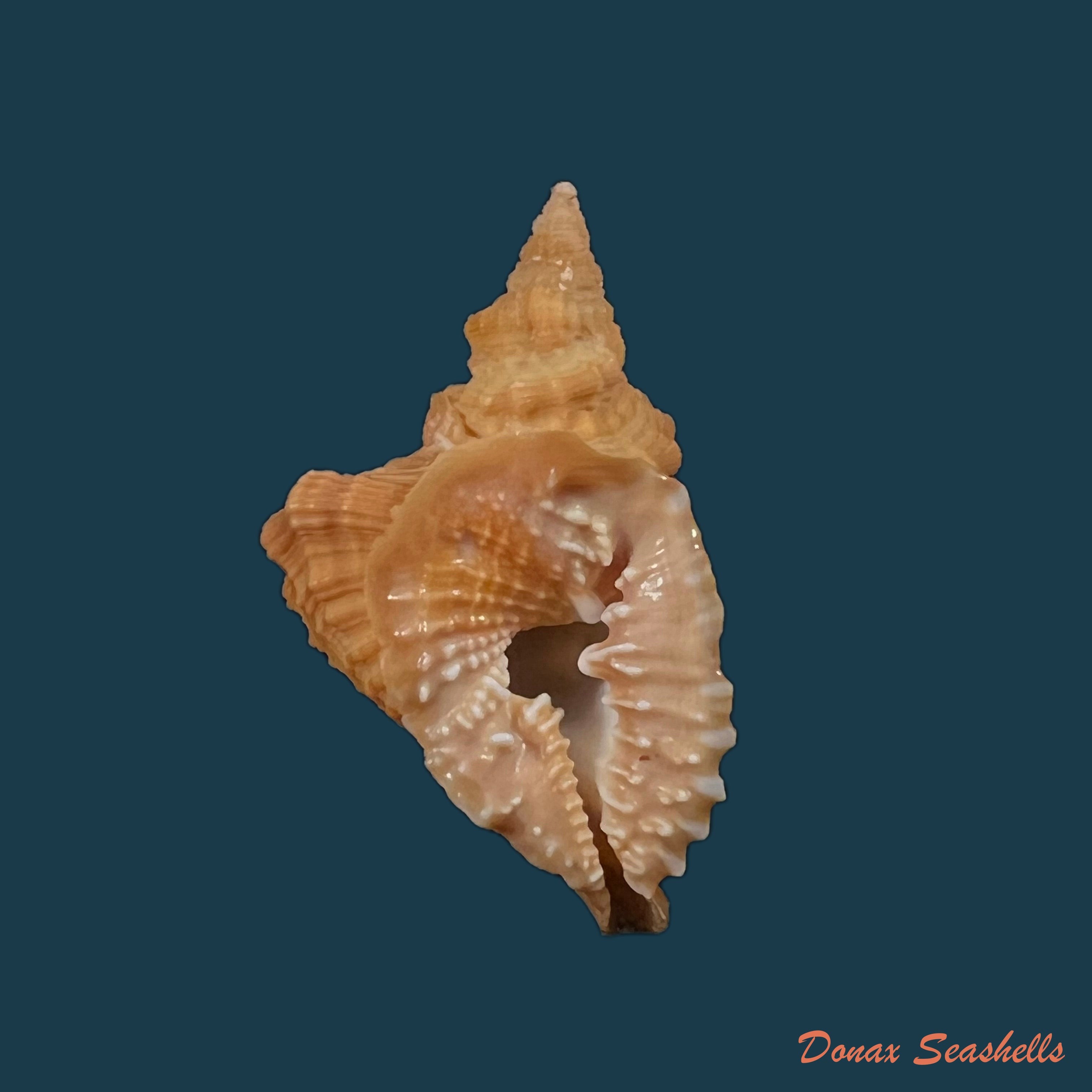 copia-de-distorsio-macgintyi-emerson-puffer-1953-51-2mm