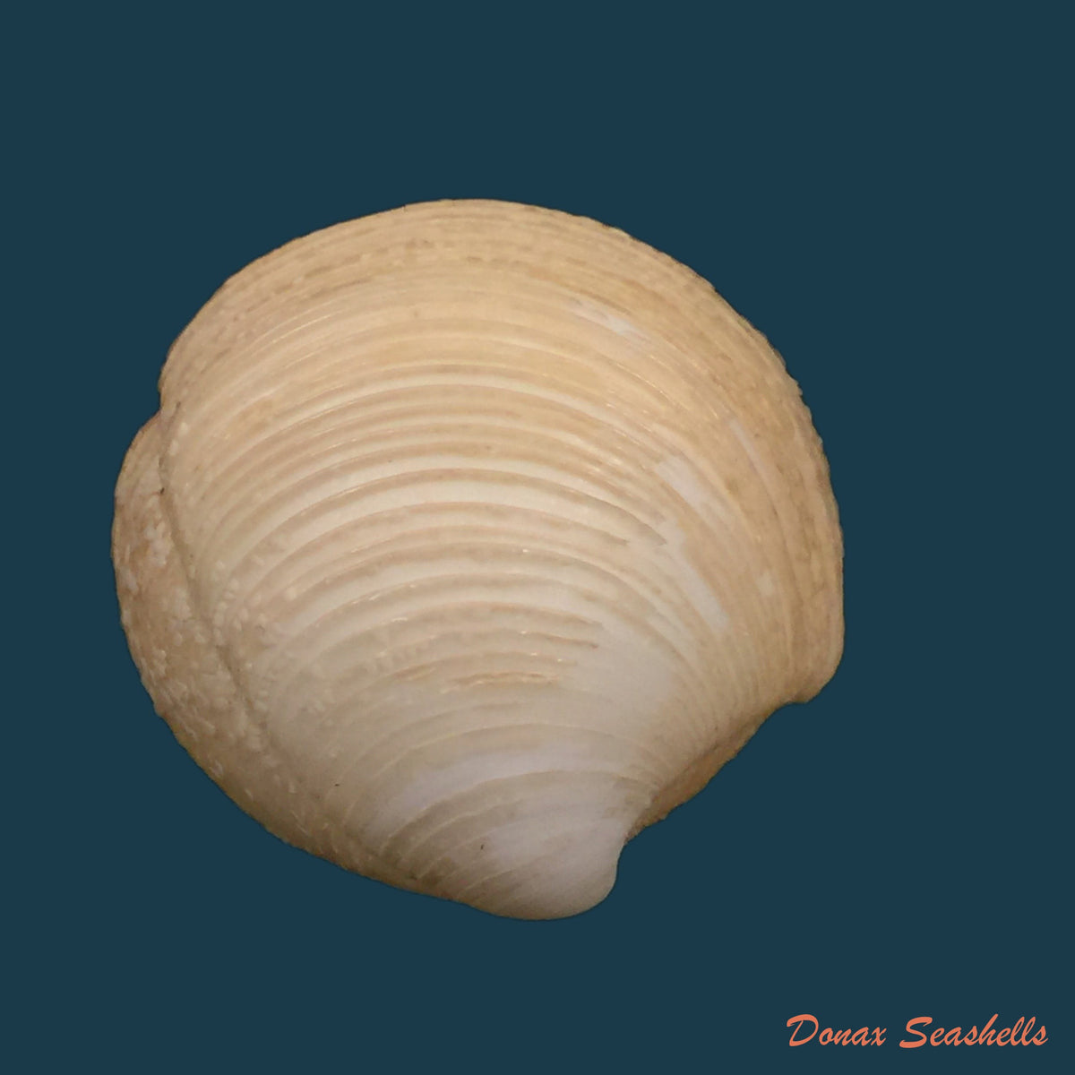 copia-de-divalinga-quadrisulcata-dorbigny-1842-19-3mm