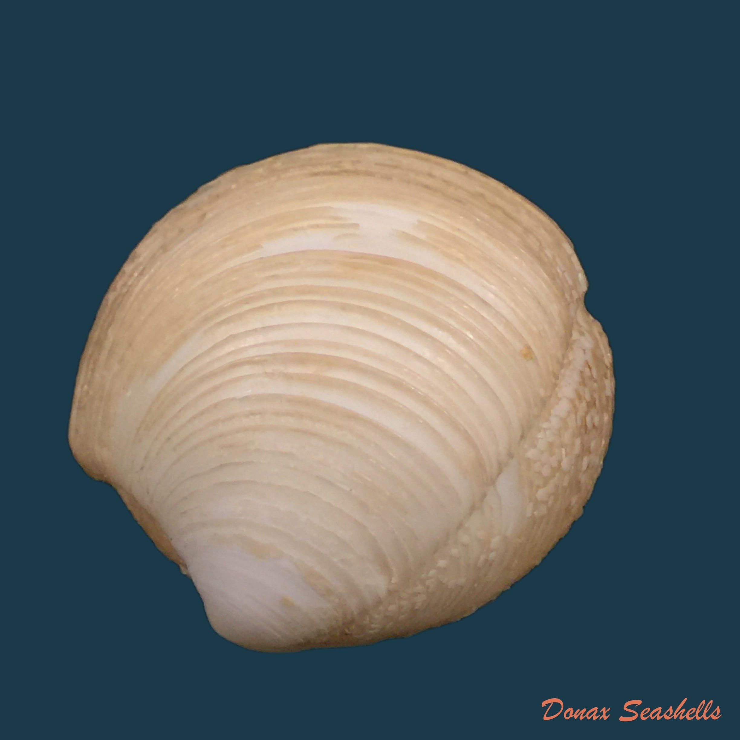 copia-de-divalinga-quadrisulcata-dorbigny-1842-19-3mm