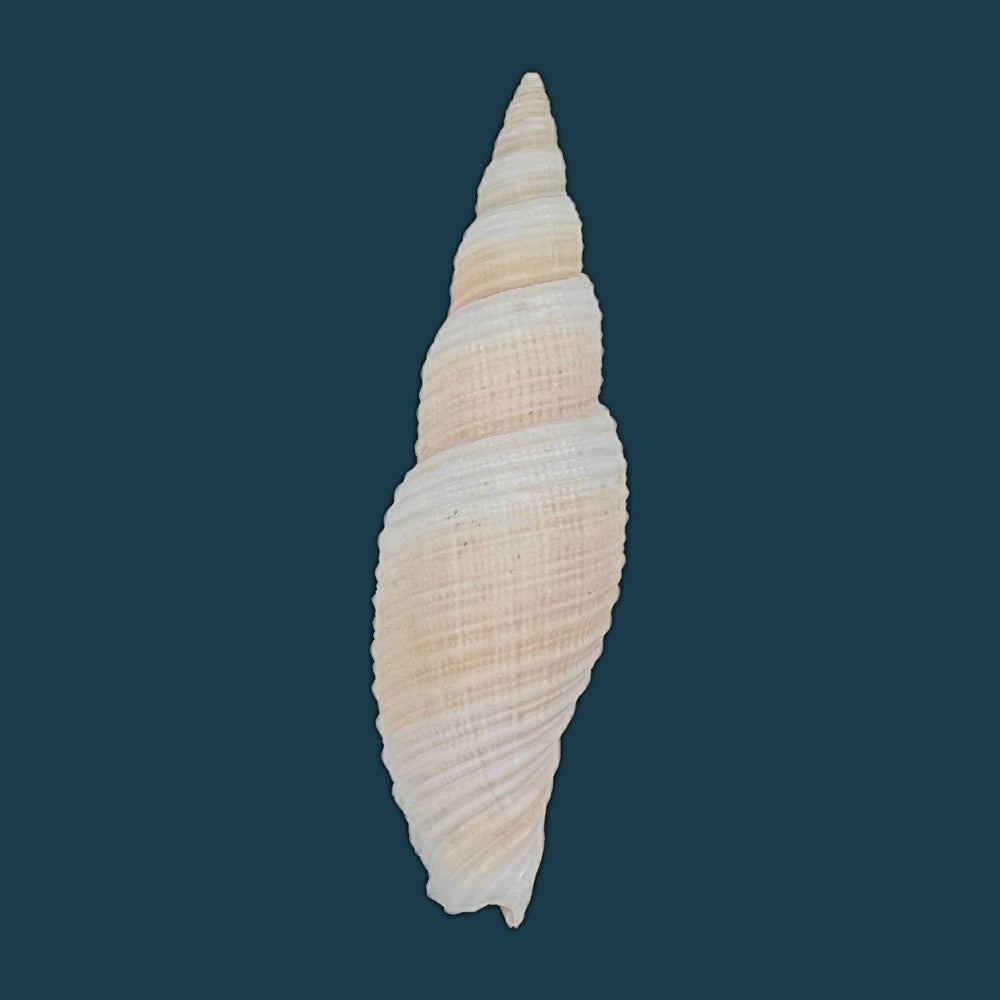 copia-de-domiporta-circula-kiener-1838-41-8mm-1