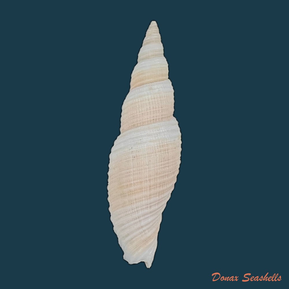 copia-de-domiporta-circula-kiener-1838-41-8mm-1