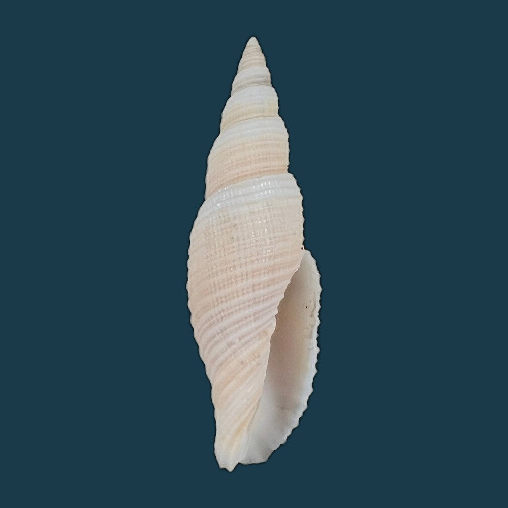 copia-de-domiporta-circula-kiener-1838-41-8mm-1