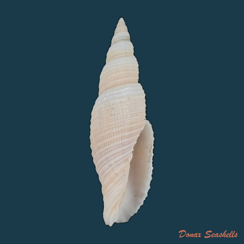copia-de-domiporta-circula-kiener-1838-41-8mm-1