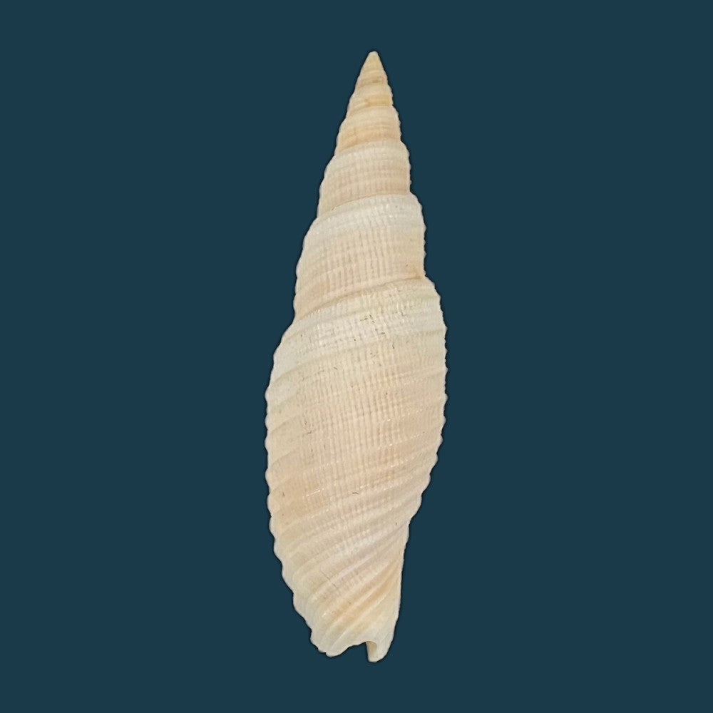 copia-de-domiporta-circula-kiener-1838-41-8mm