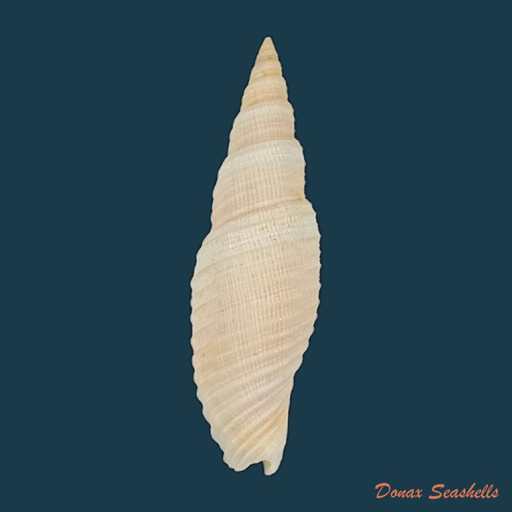 copia-de-domiporta-circula-kiener-1838-41-8mm