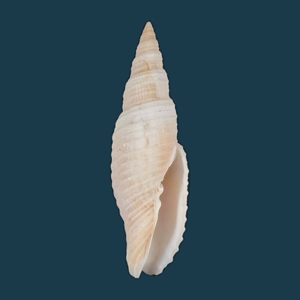 copia-de-domiporta-circula-kiener-1838-41-8mm