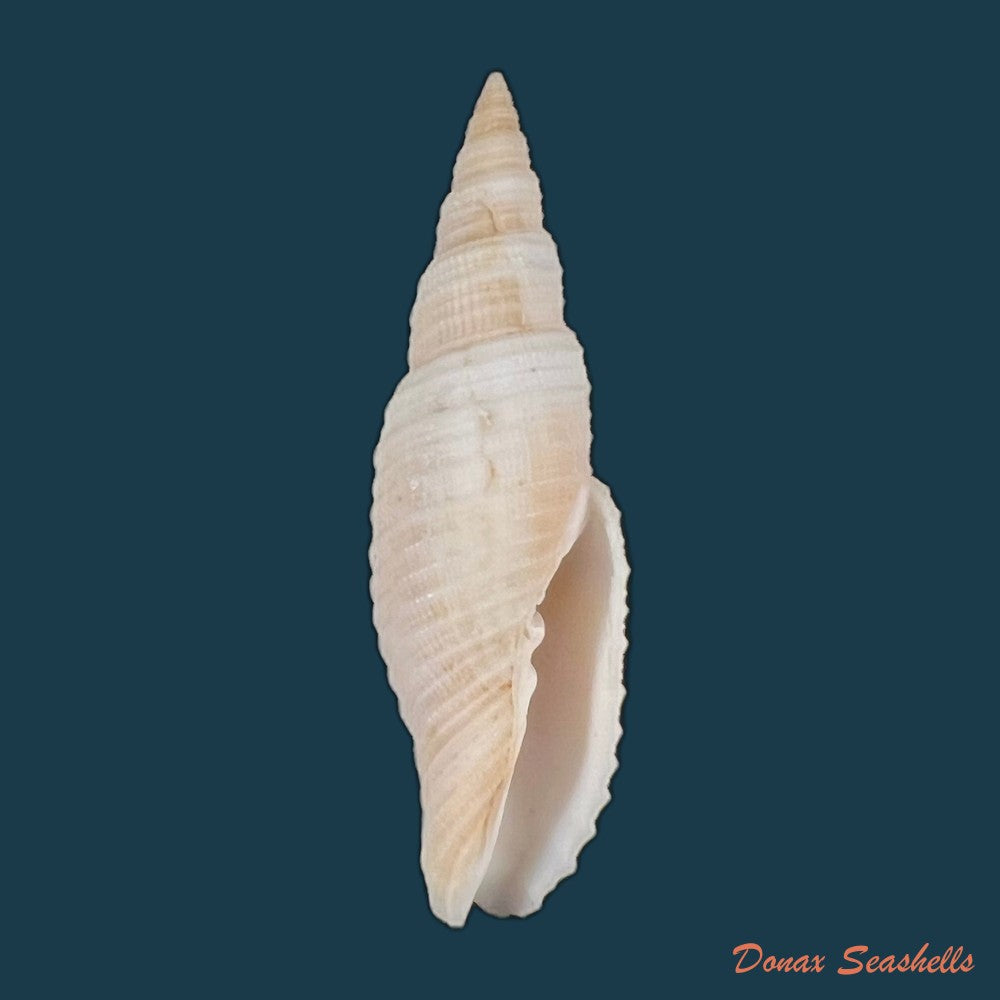 copia-de-domiporta-circula-kiener-1838-41-8mm