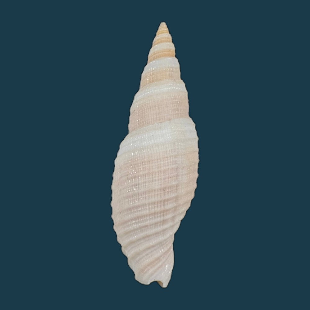 copia-de-domiporta-circula-kiener-1838-41-9mm-1