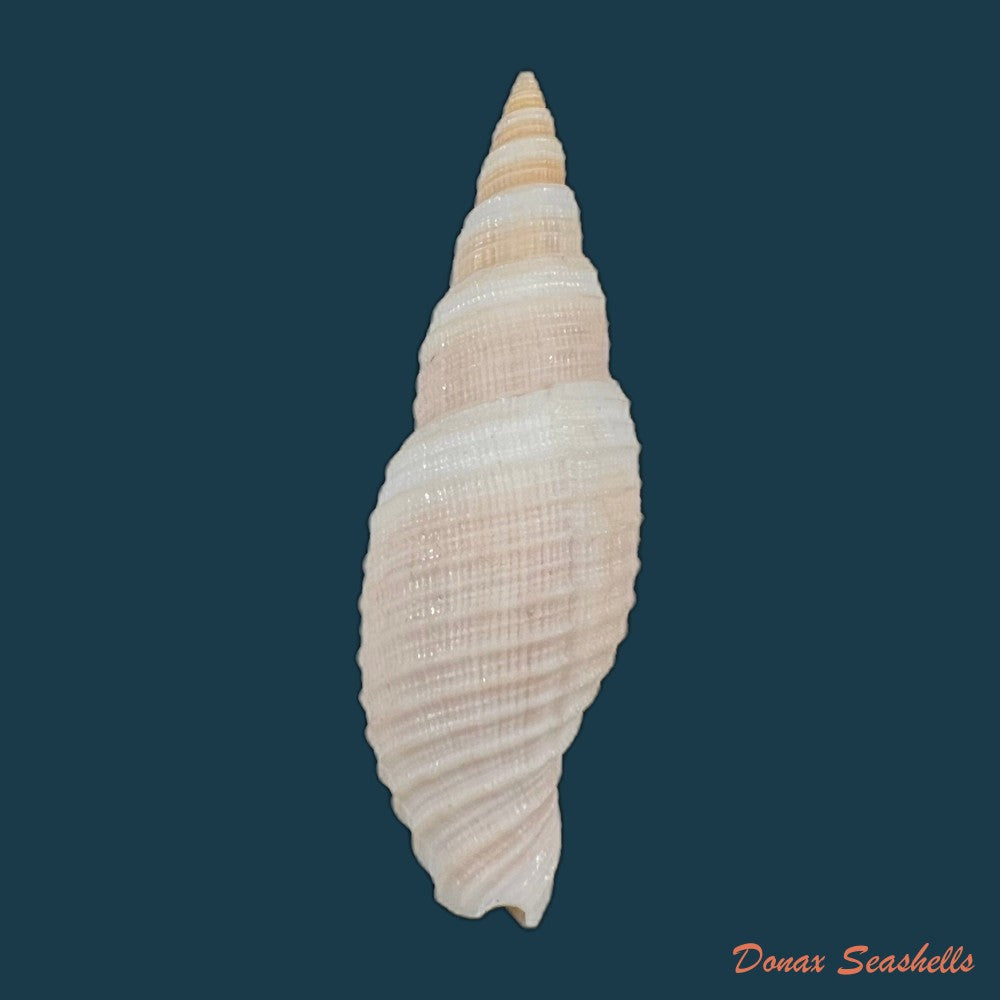 copia-de-domiporta-circula-kiener-1838-41-9mm-1