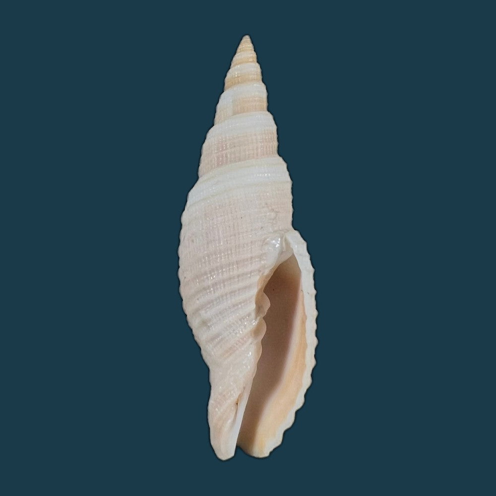 copia-de-domiporta-circula-kiener-1838-41-9mm-1
