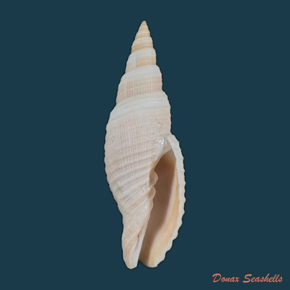 copia-de-domiporta-circula-kiener-1838-41-9mm-1