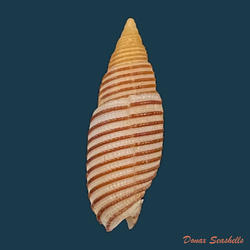 copia-de-domiporta-filaris-linnaeus-1771-20-9mm-1
