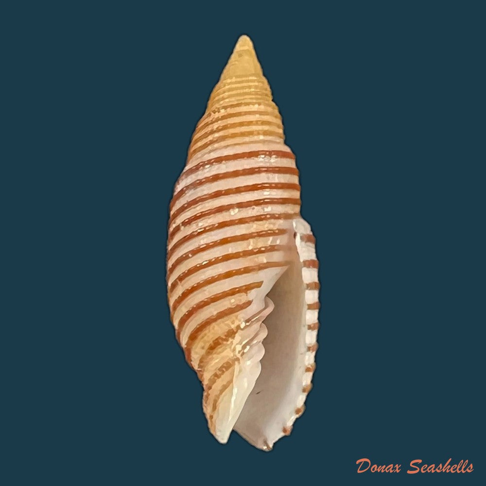 copia-de-domiporta-filaris-linnaeus-1771-20-9mm-1