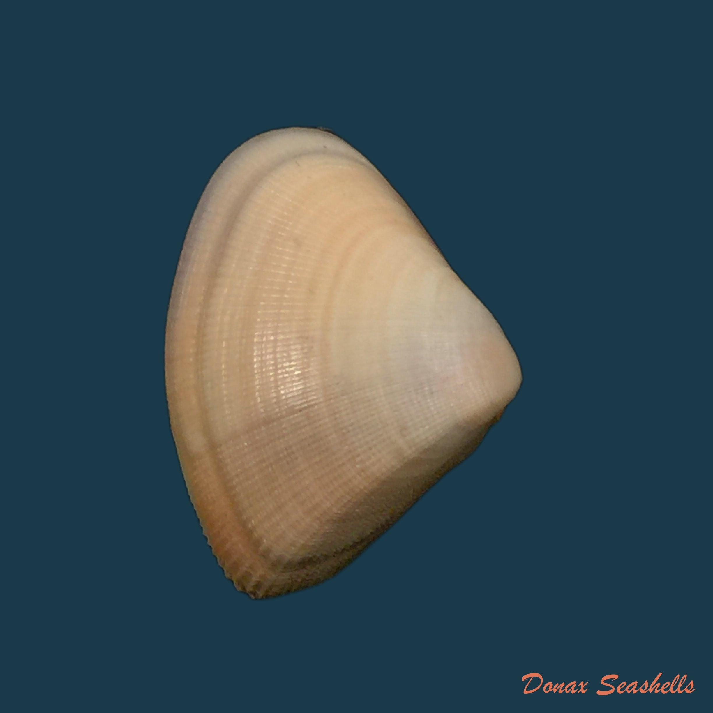 copia-de-donax-gouldi-dall-1921-14mm