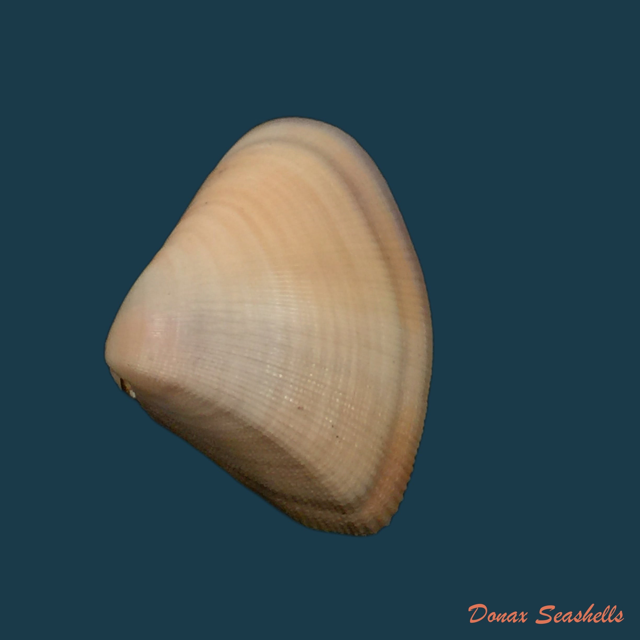 copia-de-donax-gouldi-dall-1921-14mm