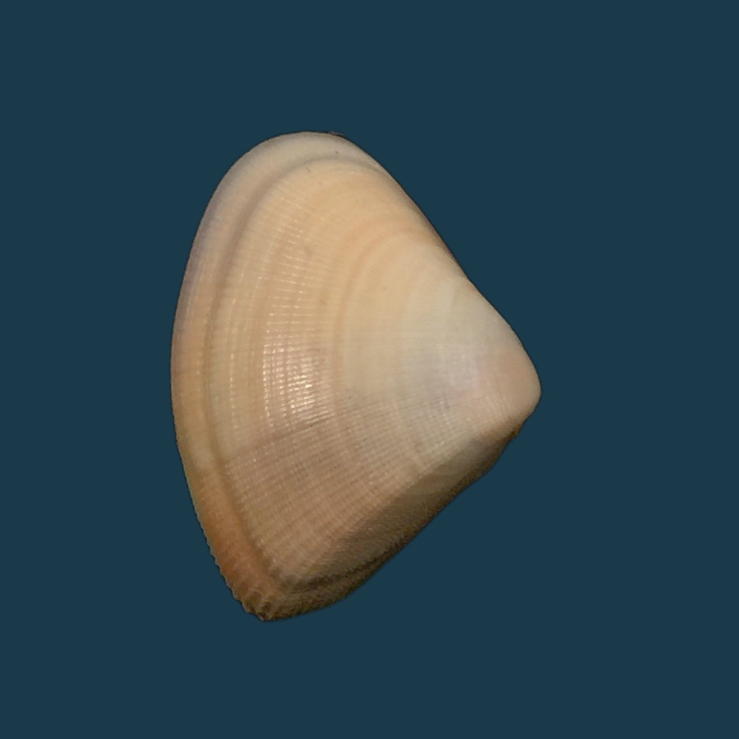 巴拿马多纳克斯·腓立比 (Donax panamensis Philippi)，1849 年 - 27 毫米