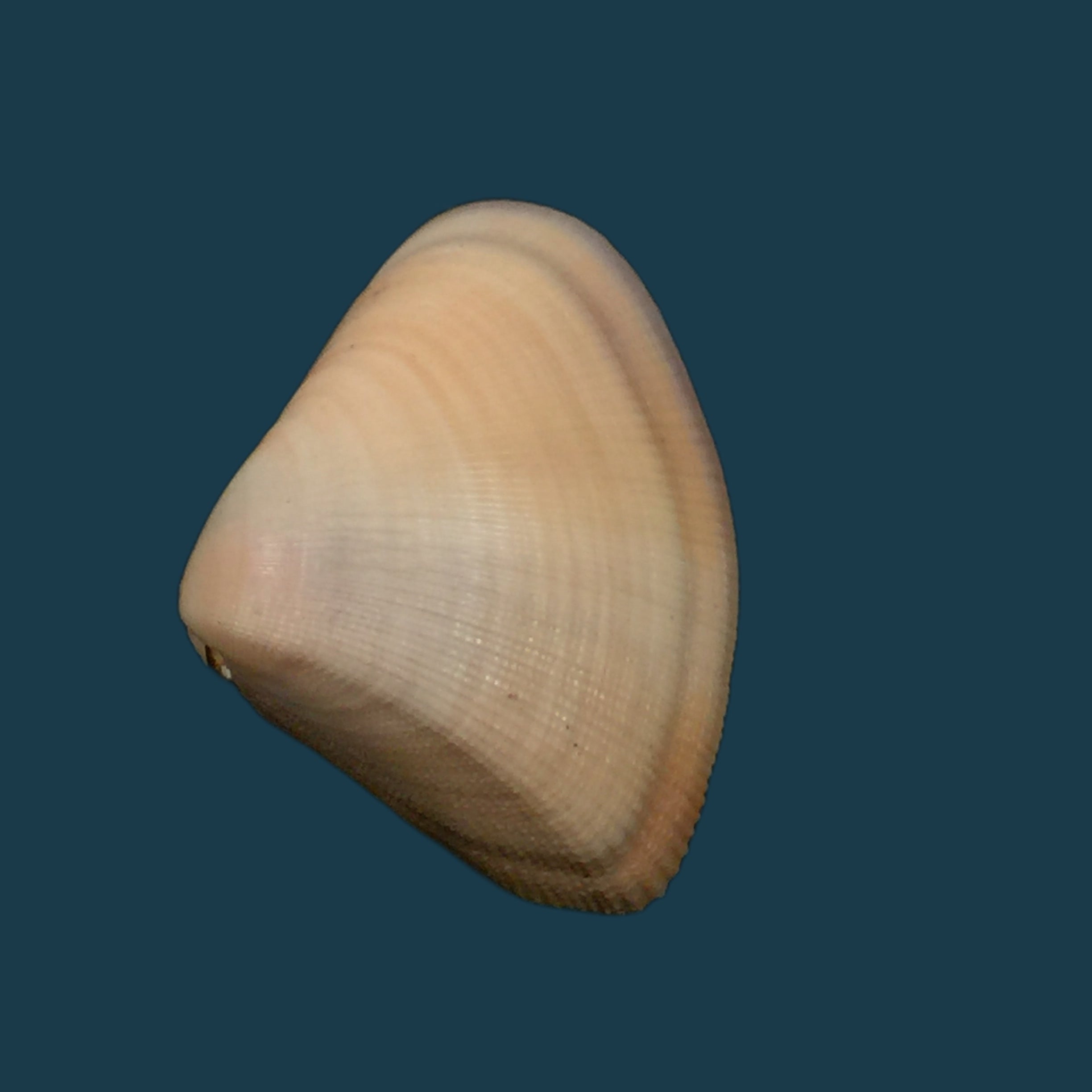 巴拿马多纳克斯·腓立比 (Donax panamensis Philippi)，1849 年 - 27 毫米