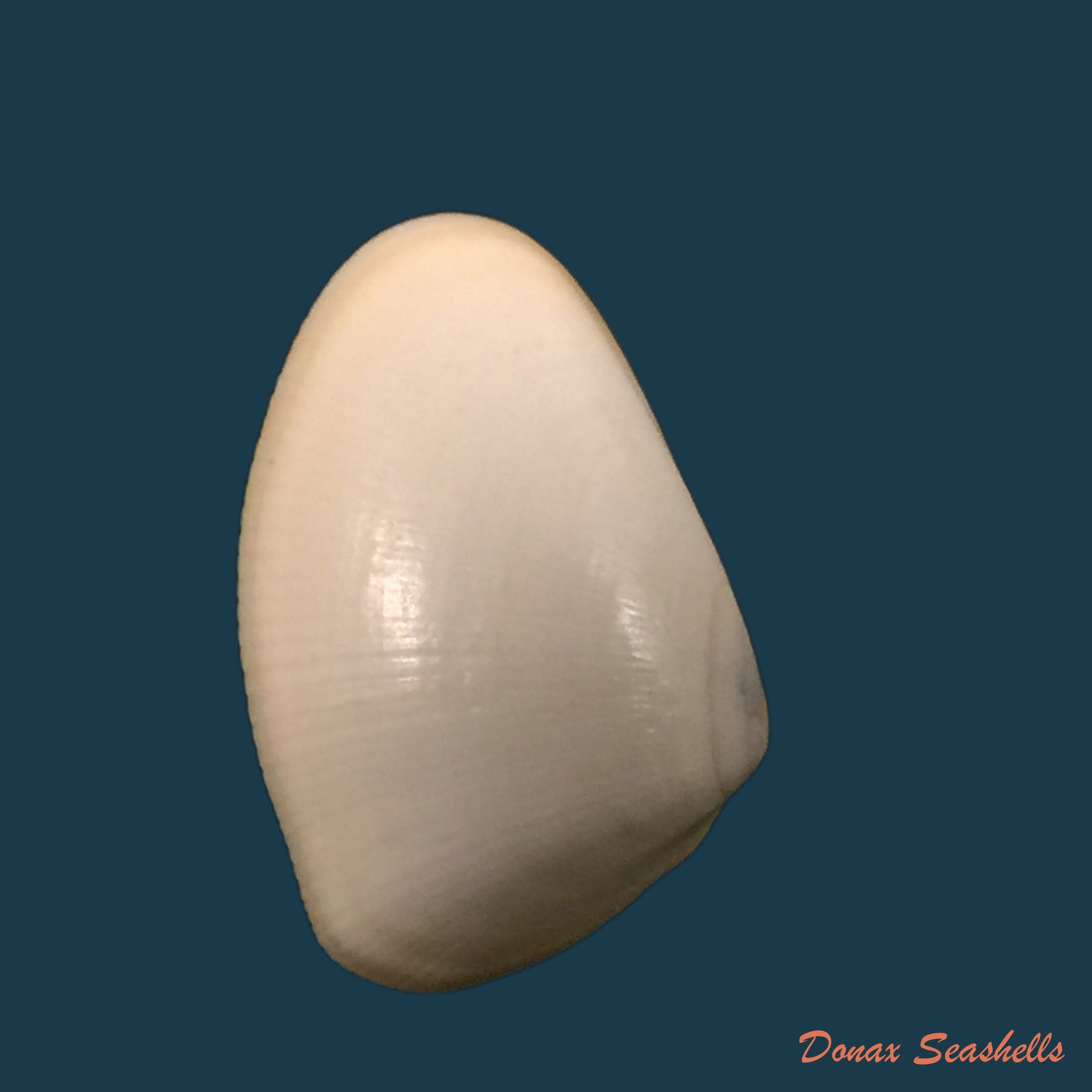 copia-de-donax-gouldi-dall-1921-19-2mm