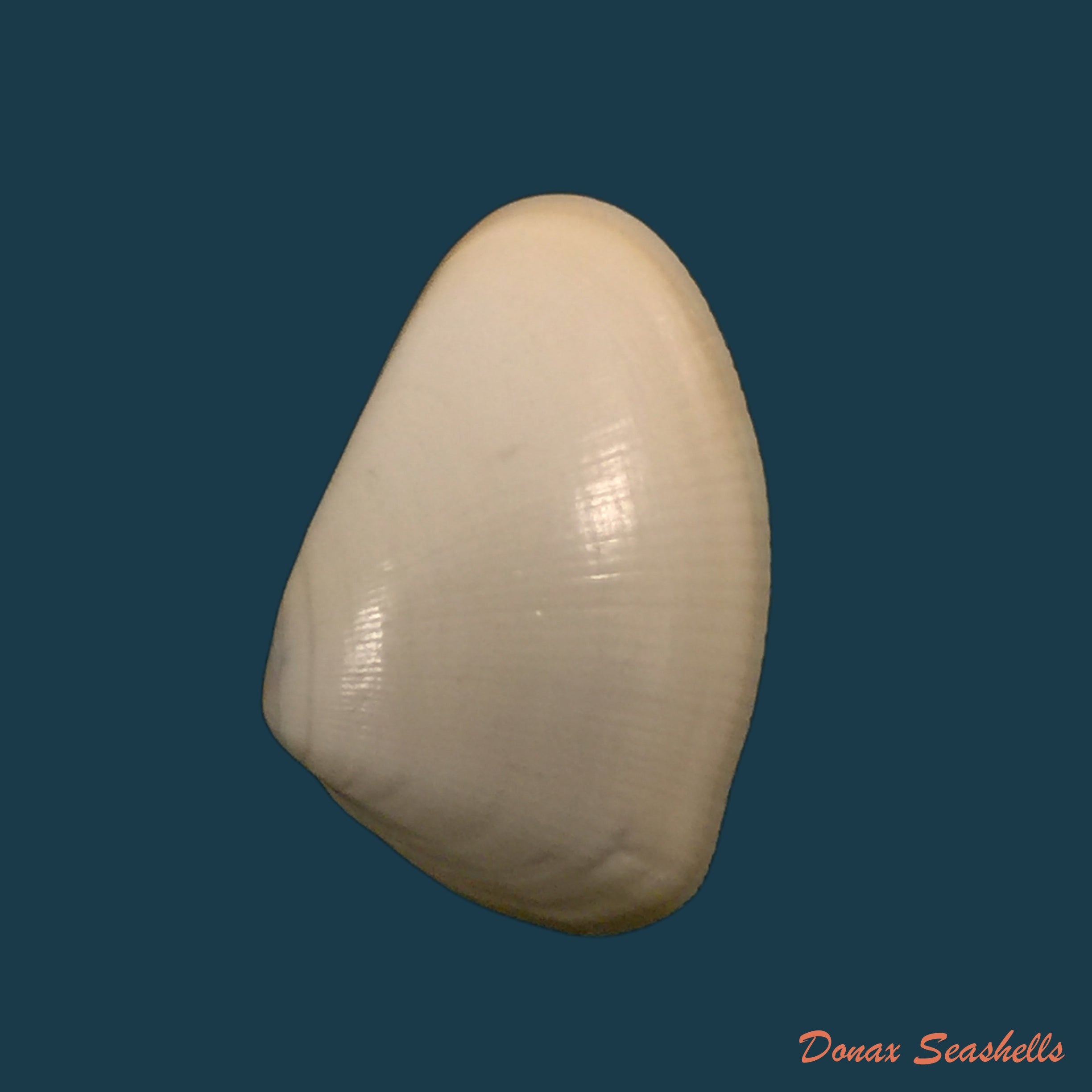 copia-de-donax-gouldi-dall-1921-19-2mm