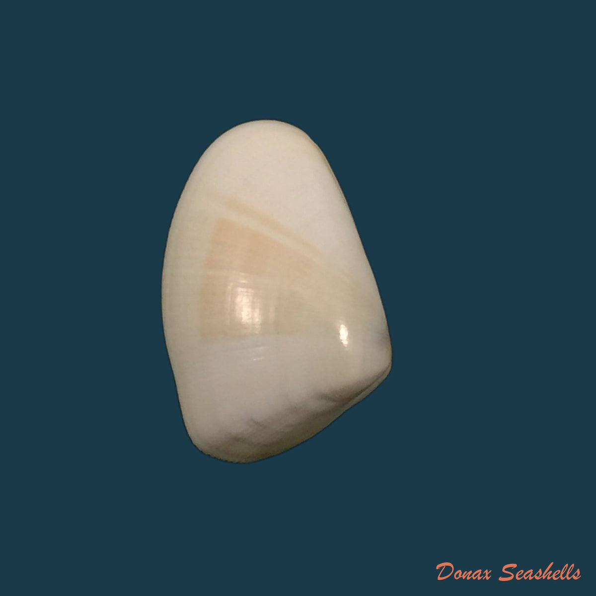 copia-de-donax-gouldi-dall-1921-21mm