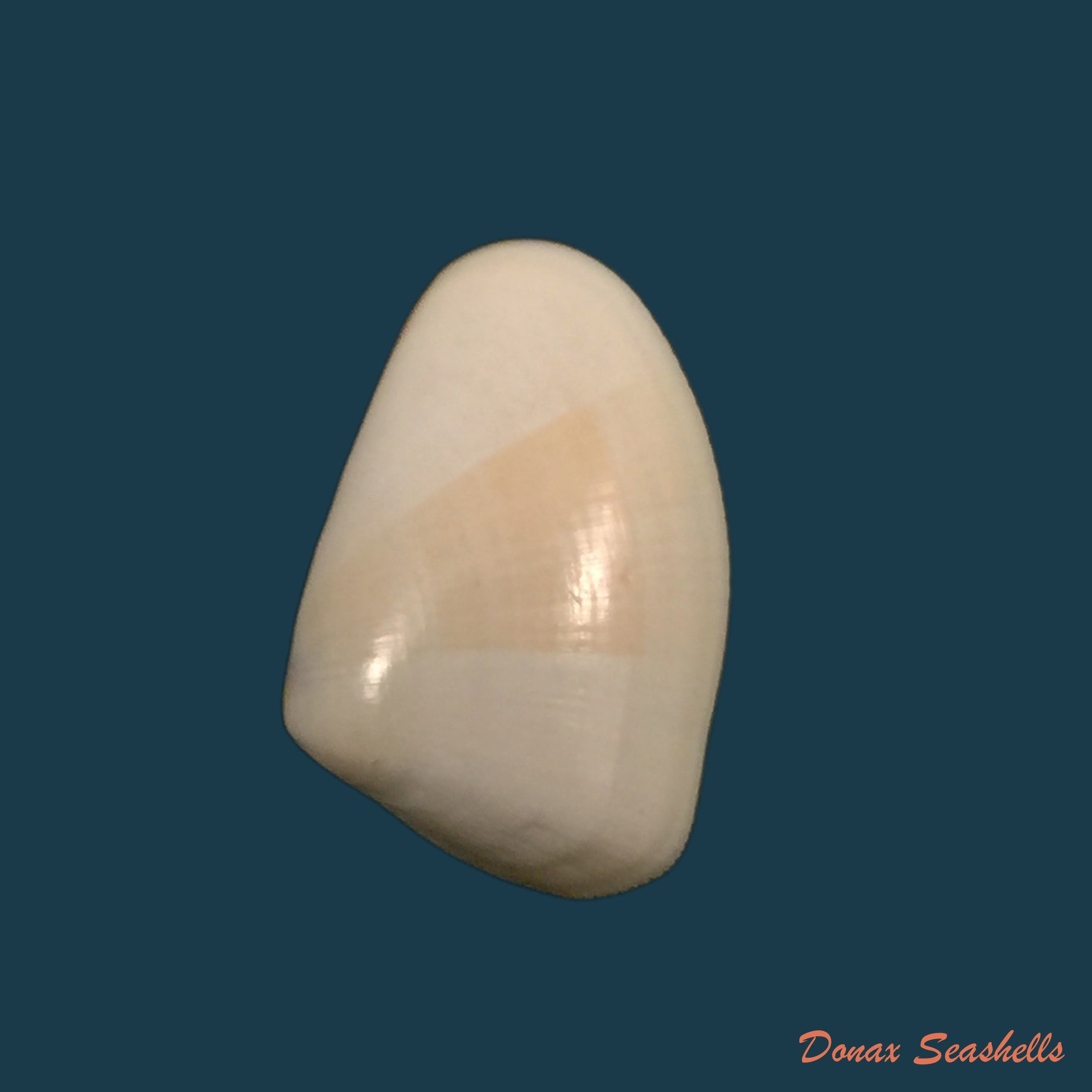copia-de-donax-gouldi-dall-1921-21mm