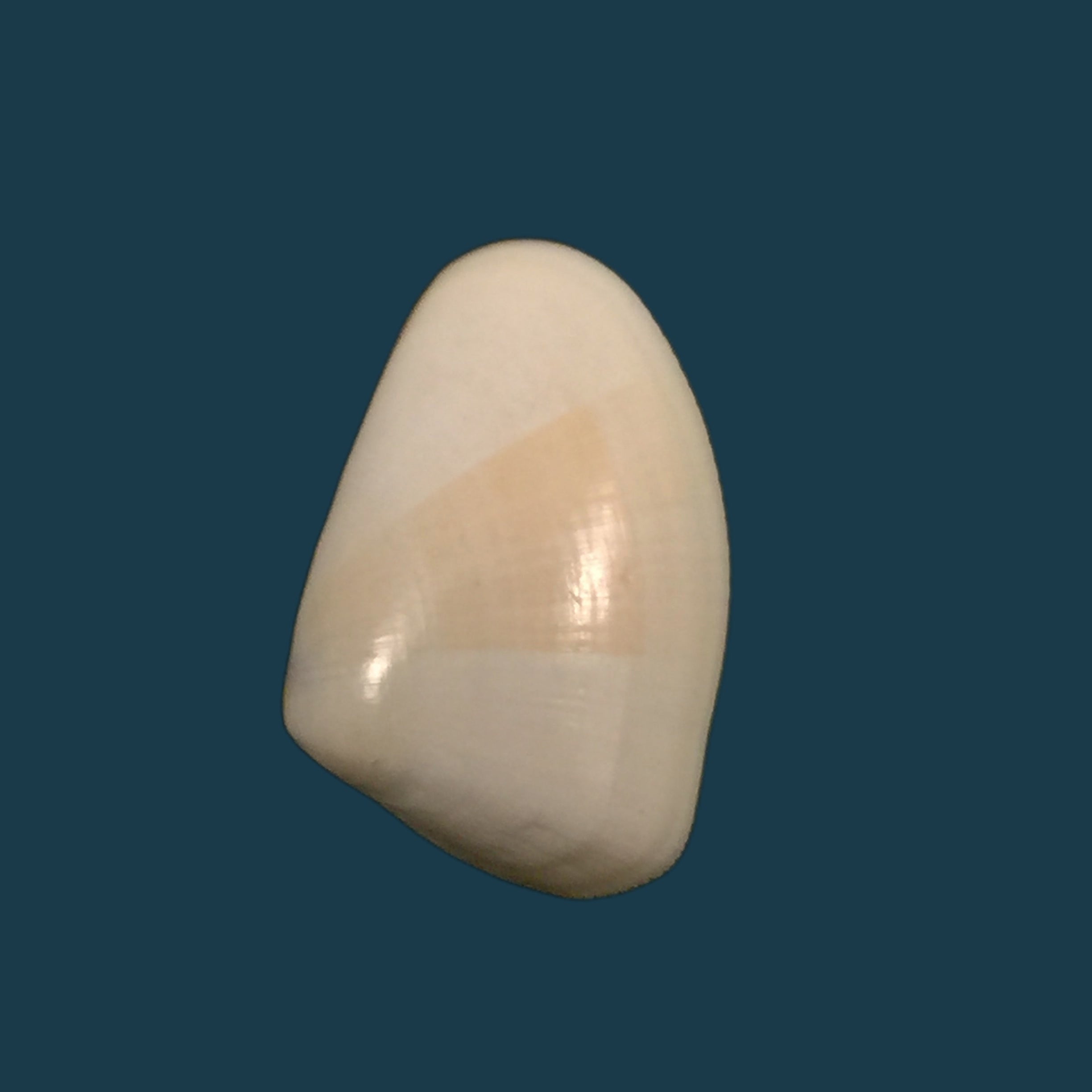 多纳克斯·古尔迪·达尔 1921 - 19,2mm