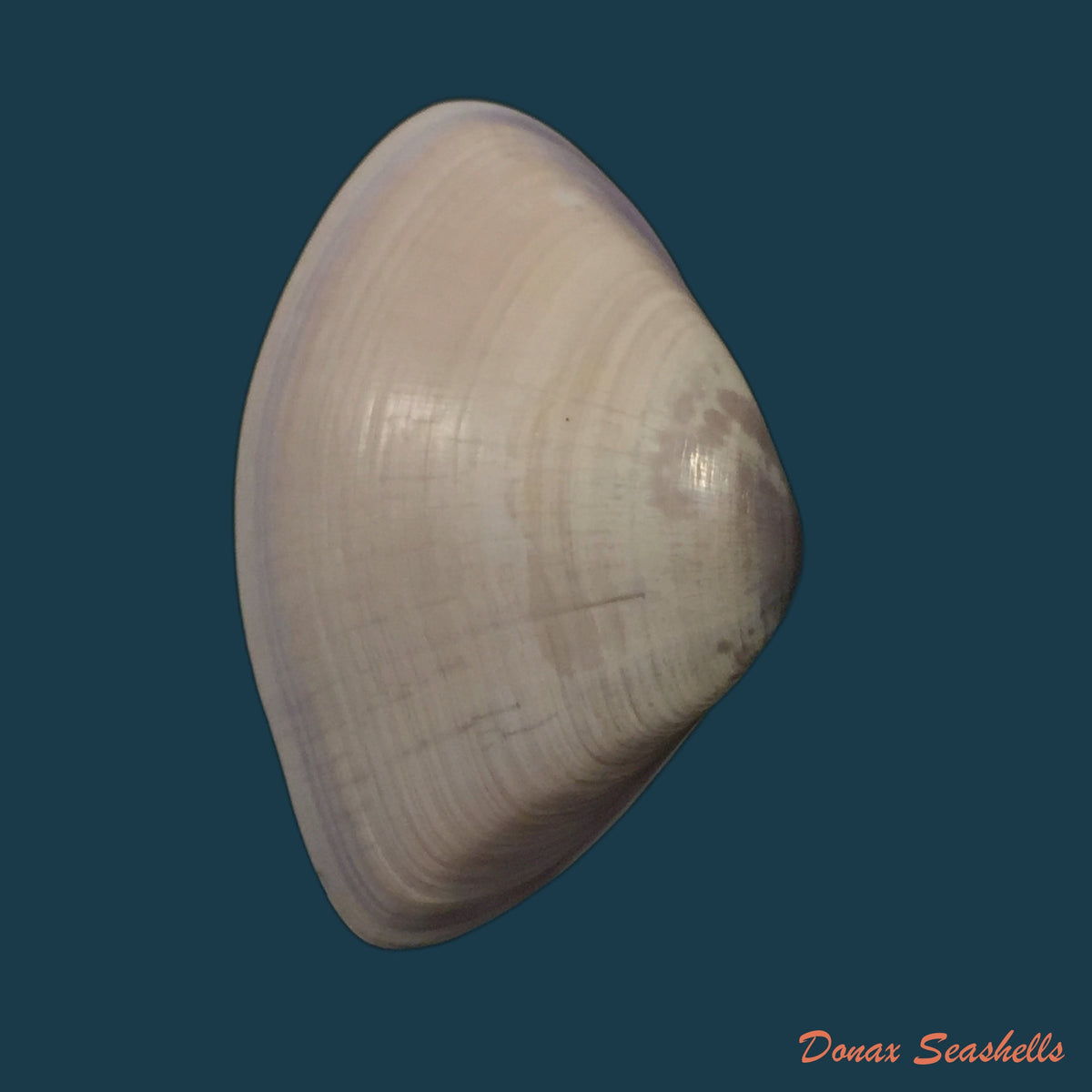 copia-de-donax-hanleyanus-philippi-1842-27-2mm
