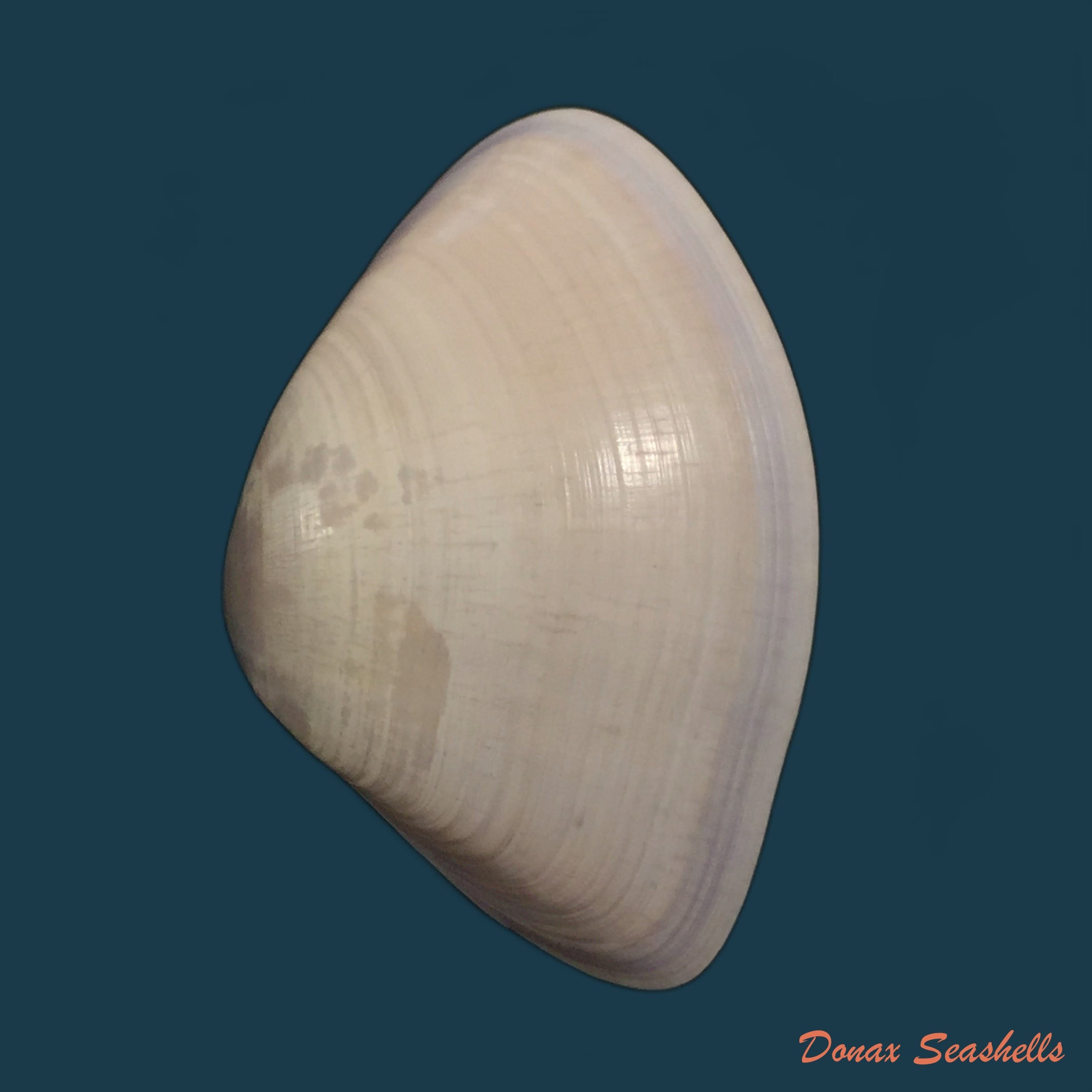 copia-de-donax-hanleyanus-philippi-1842-27-2mm