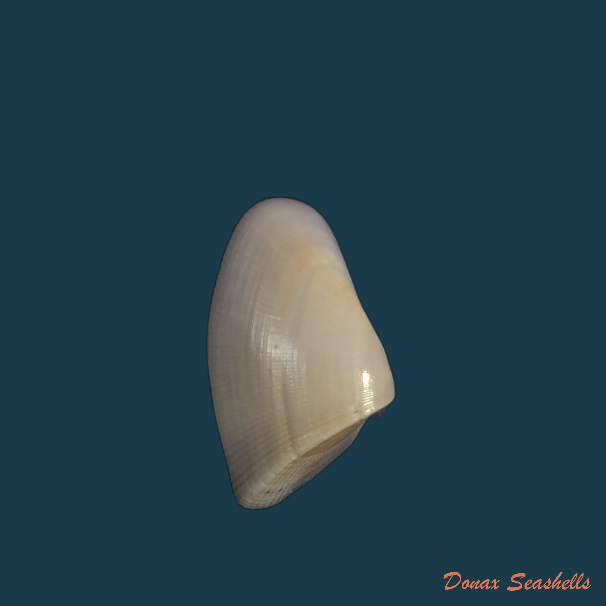 copia-de-donax-panamensis-philippi-1849-25-9mm