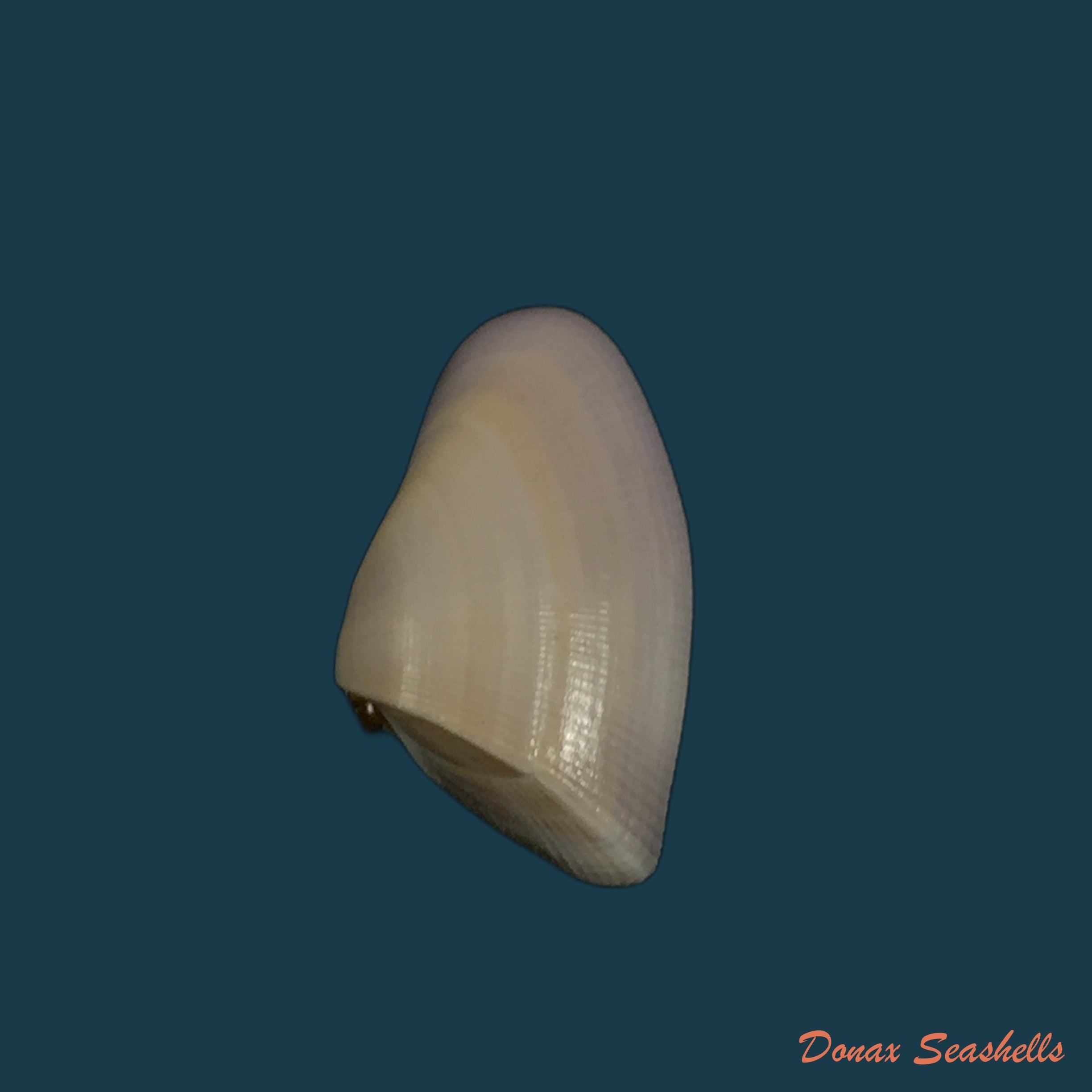 copia-de-donax-panamensis-philippi-1849-25-9mm