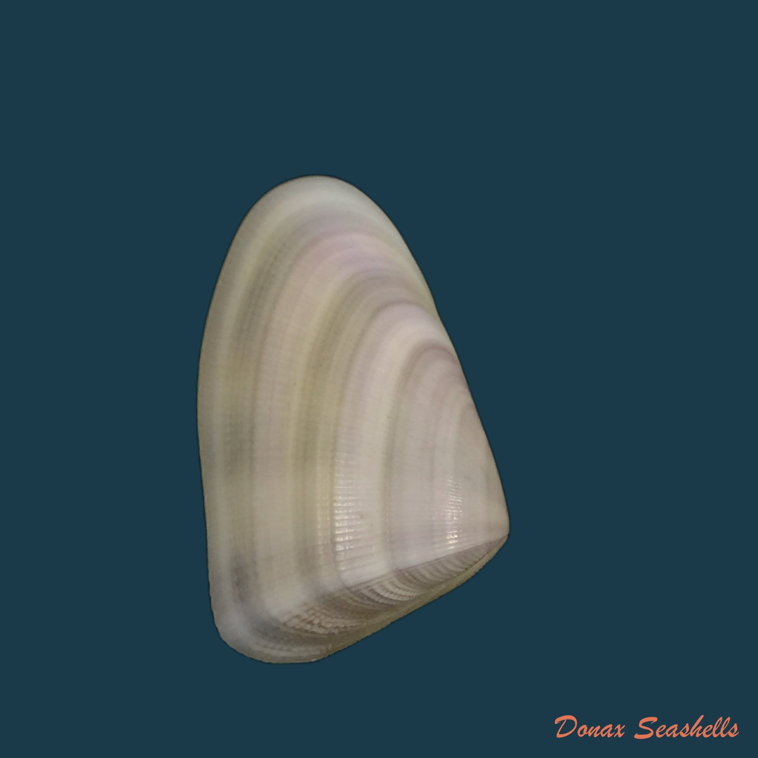 copia-de-donax-rugosus-linnaeus-1758
