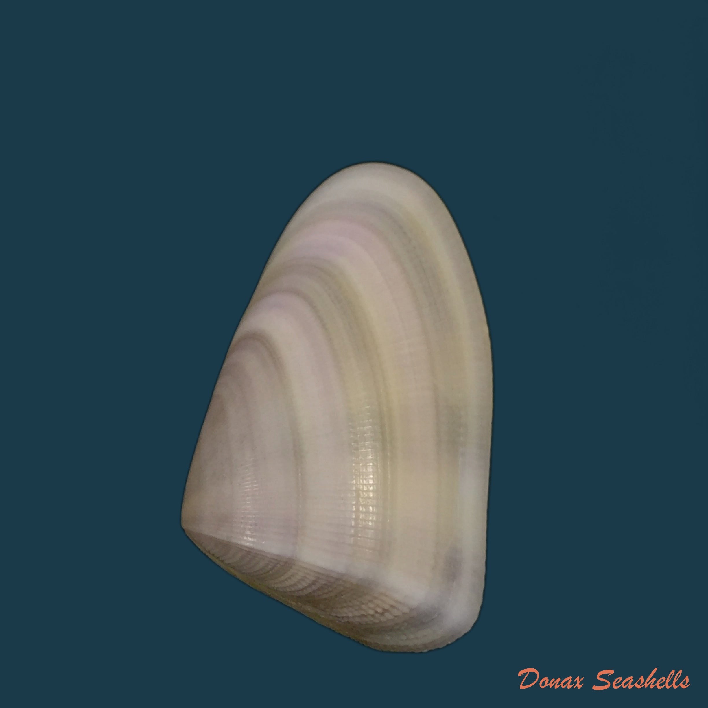 copia-de-donax-rugosus-linnaeus-1758