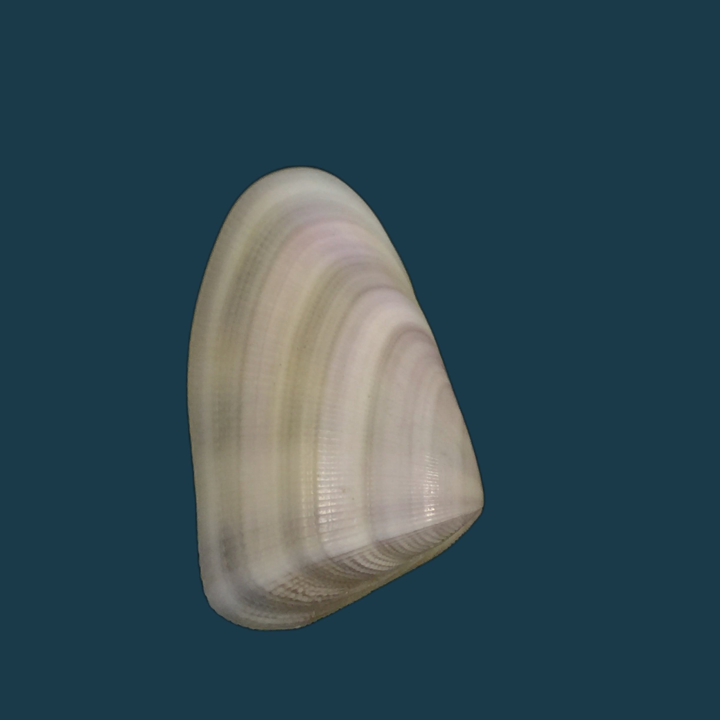 Donax rugosus Linnaeus,1758 - 39mm