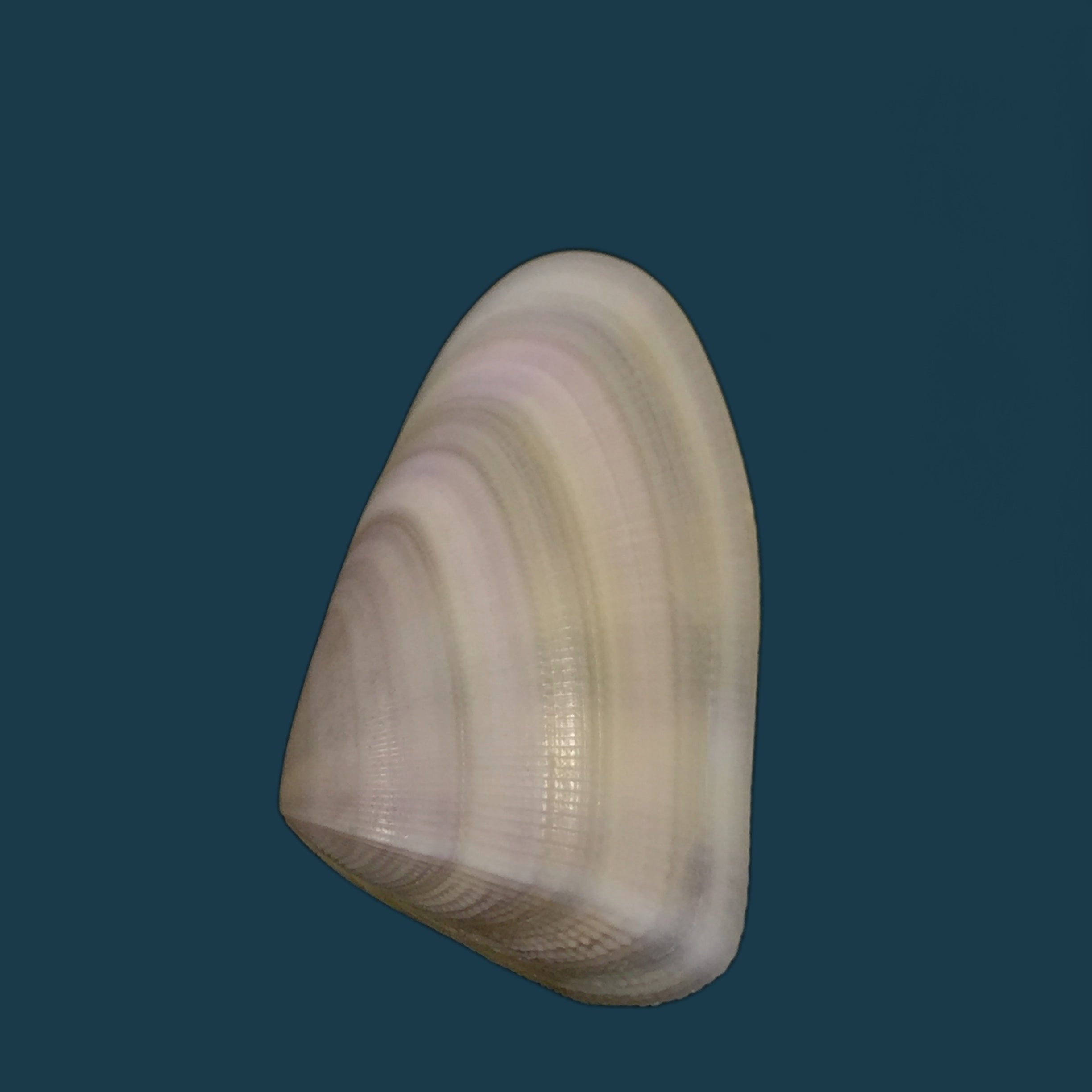 Donax rugosus Linnaeus,1758 - 39mm