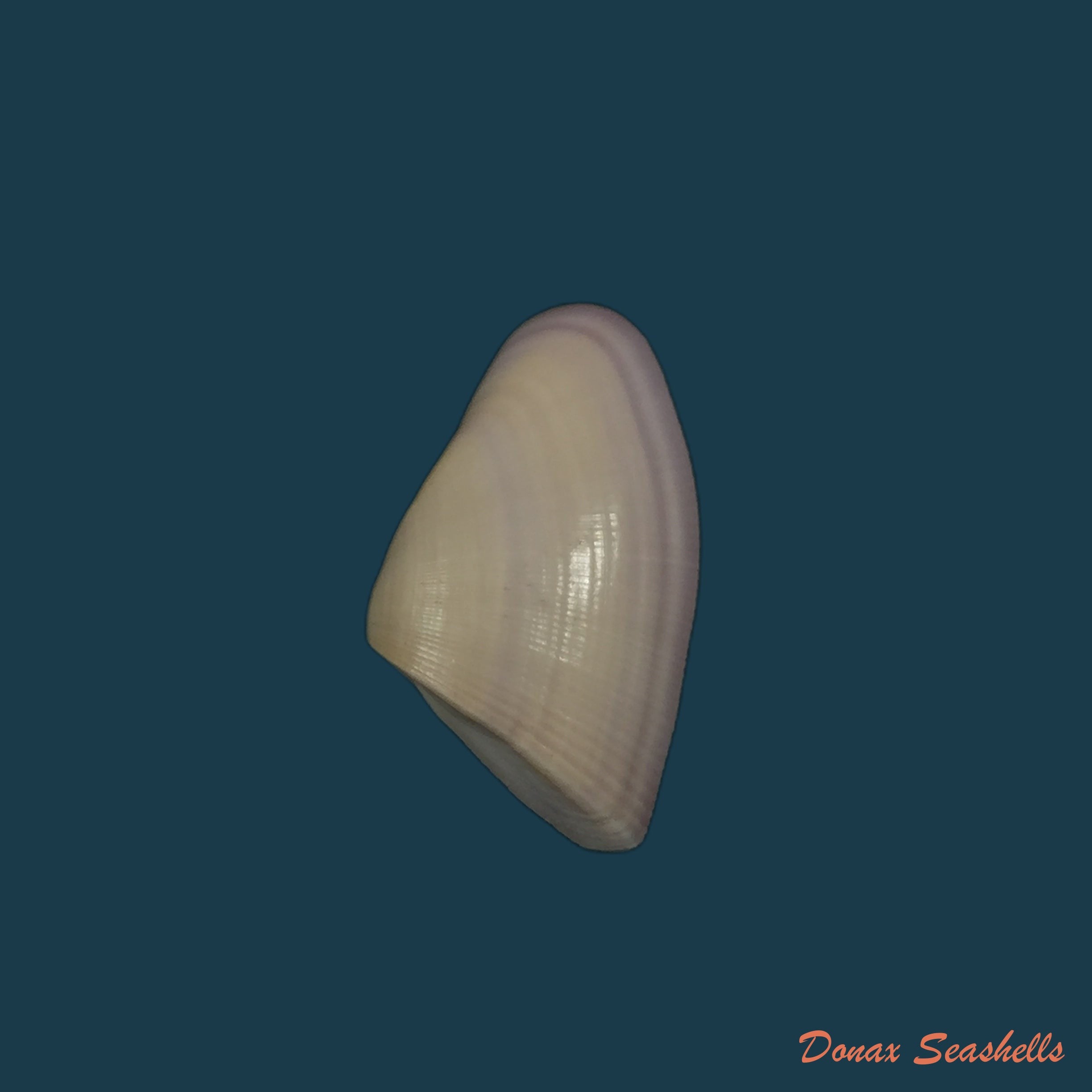 copia-de-donax-striatus-linnaeus-1767-25-4mm