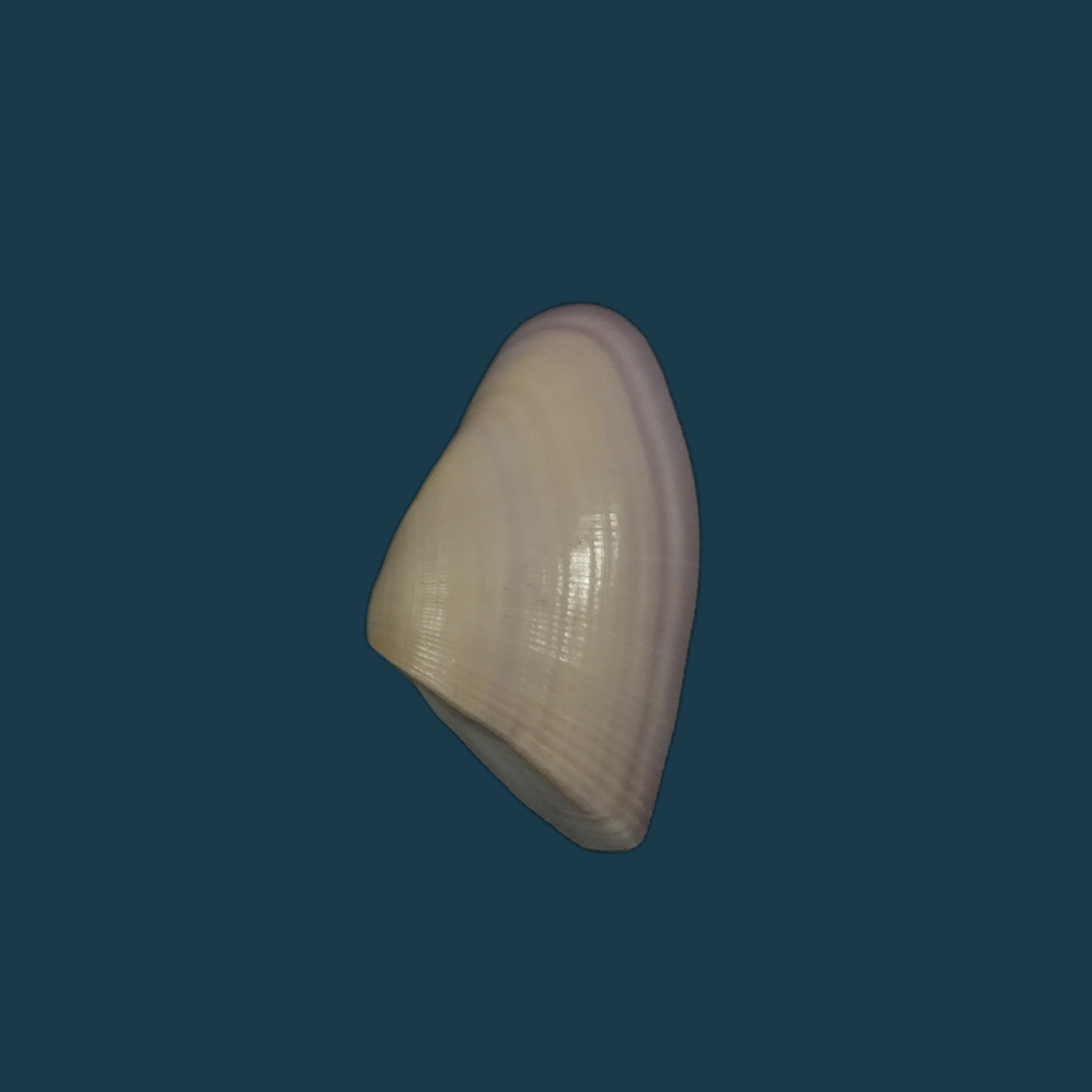 Donax striatus Linnaeus, 1767 - 26,2mm