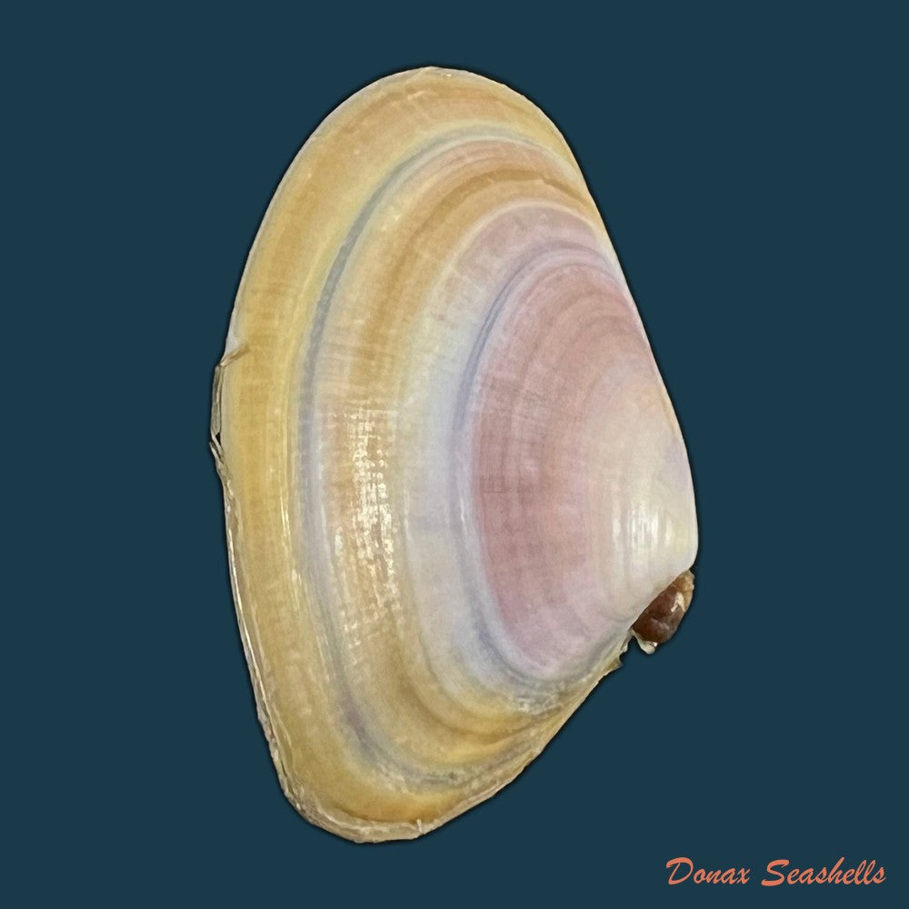 copia-de-donax-trunculus-linnaeus-1758-32-1mm