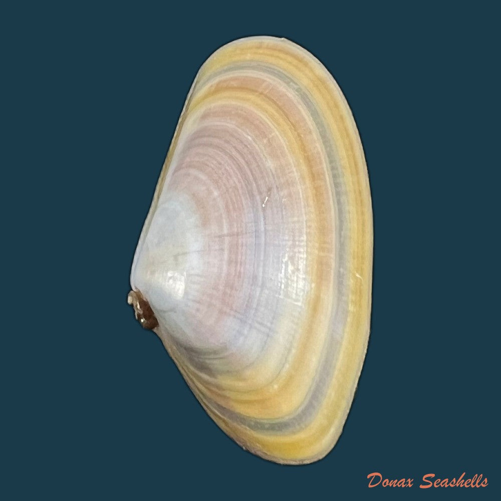 copia-de-donax-trunculus-linnaeus-1758-33mm