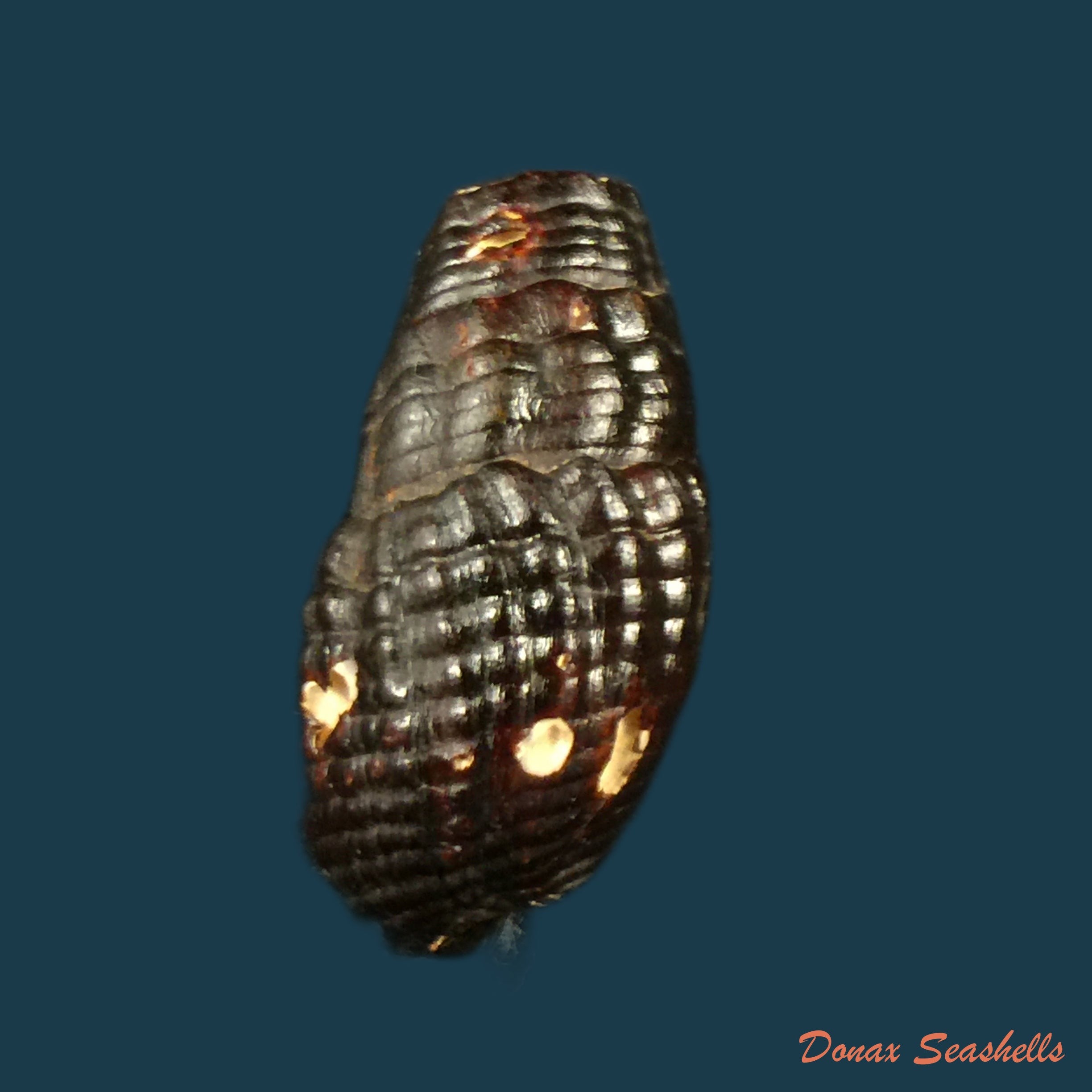 copia-de-doryssa-cachoeirae-f-baker-1913-30-2mm