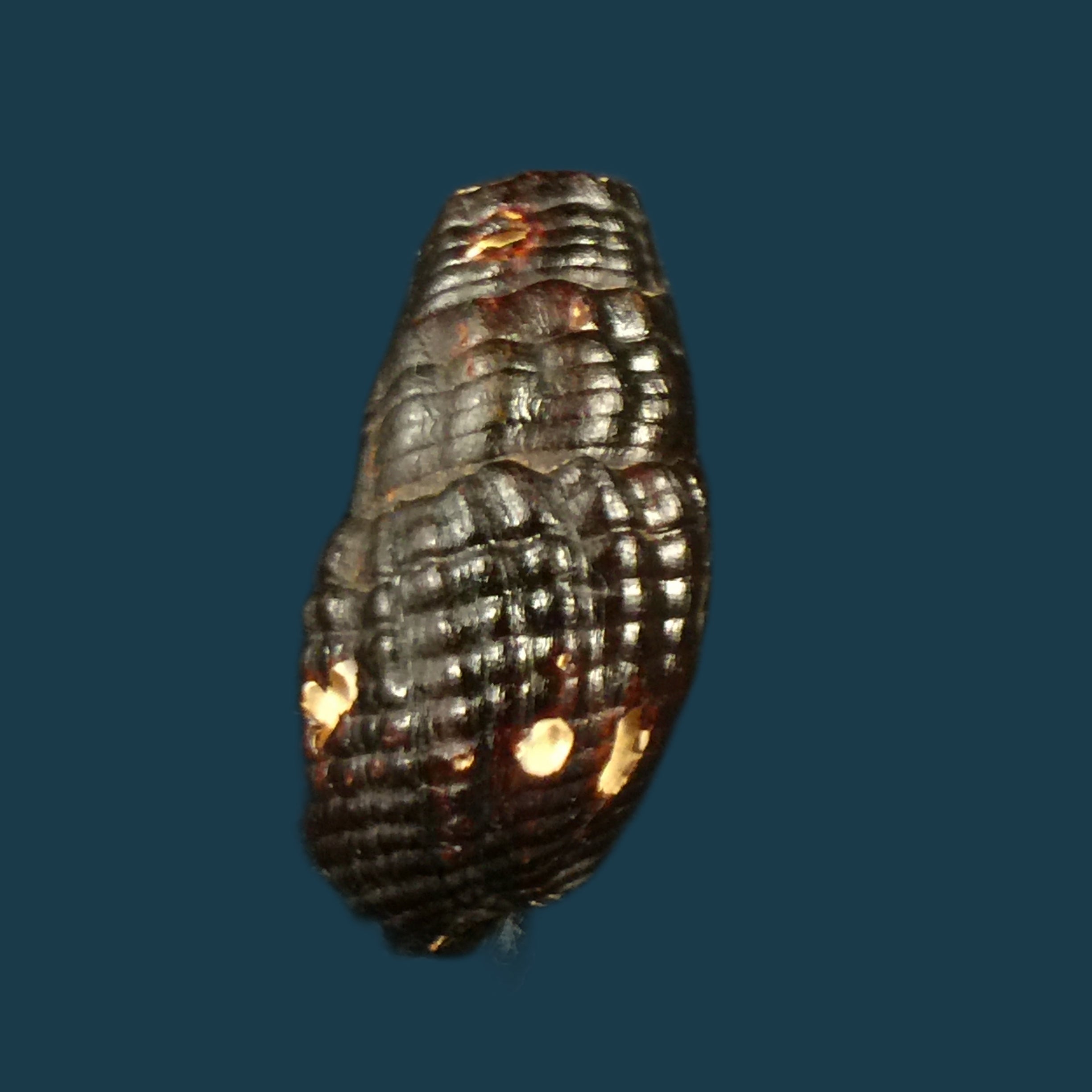 Doryssa cachoeirae F. Baker, 1914 - 34,4mm