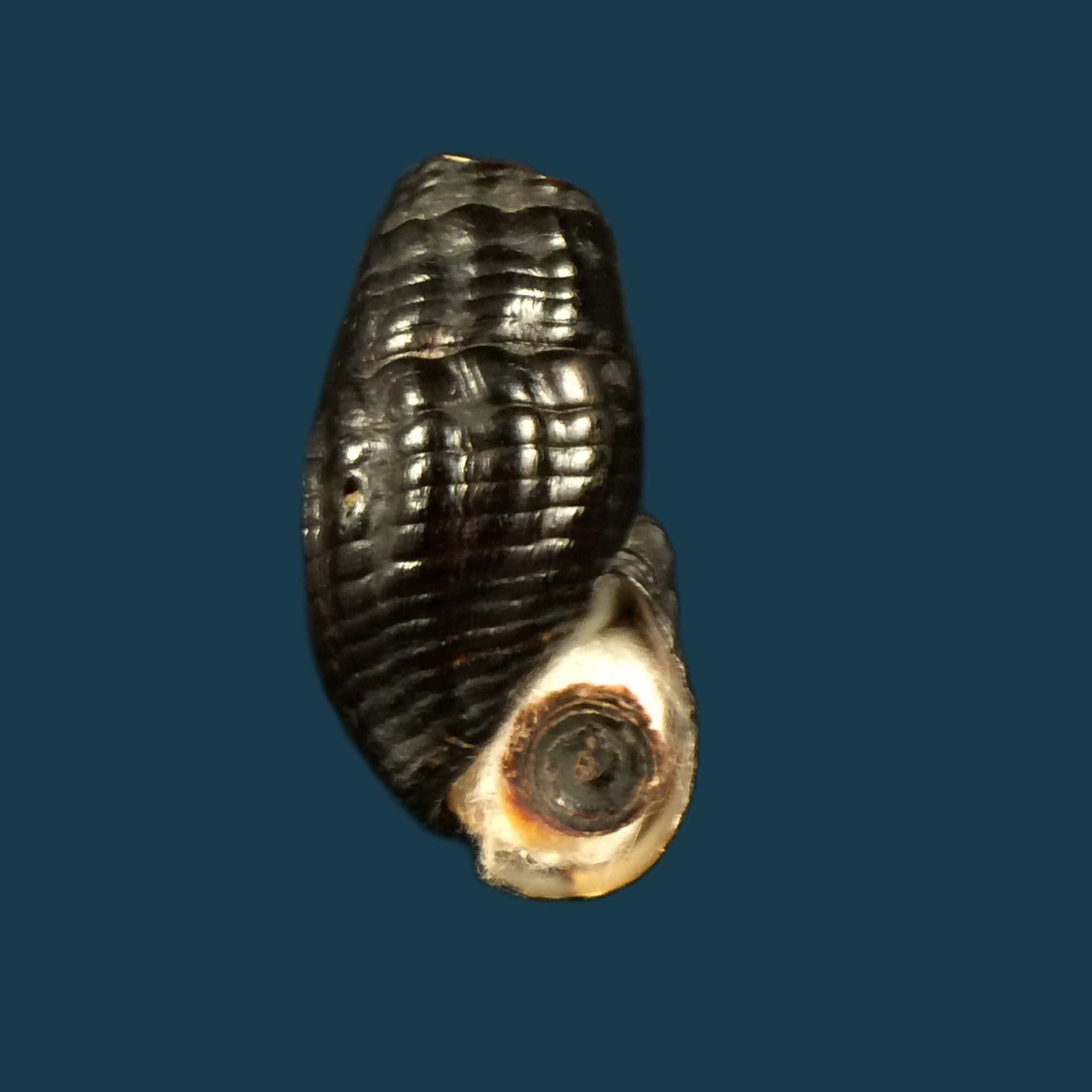 Doryssa cachoeirae F. Baker, 1914 - 34,4mm